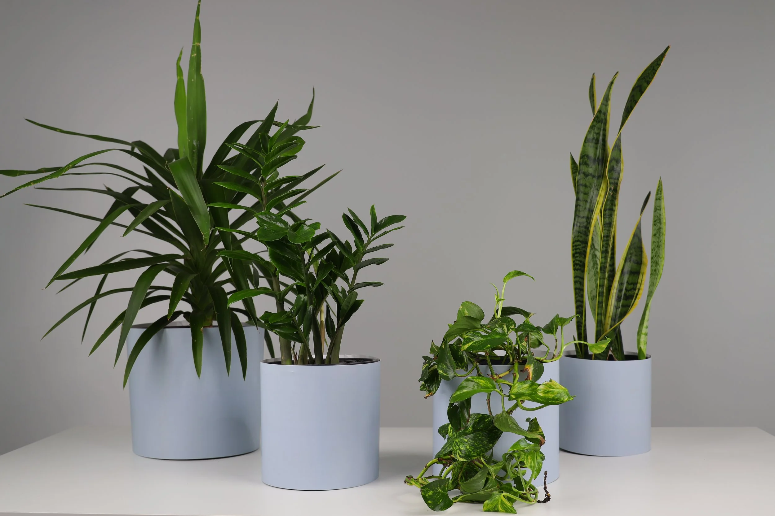 The Branch Manager - 4 Pack