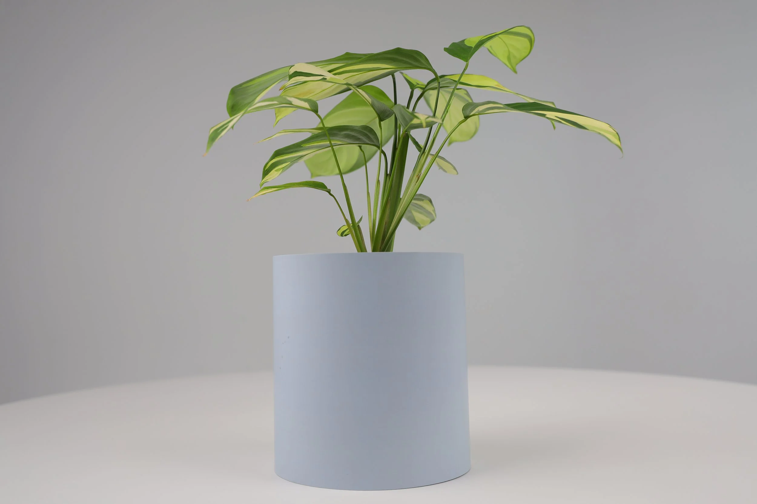 Bare Pot Small Bare Powder Blue With Plant Styled.jpeg