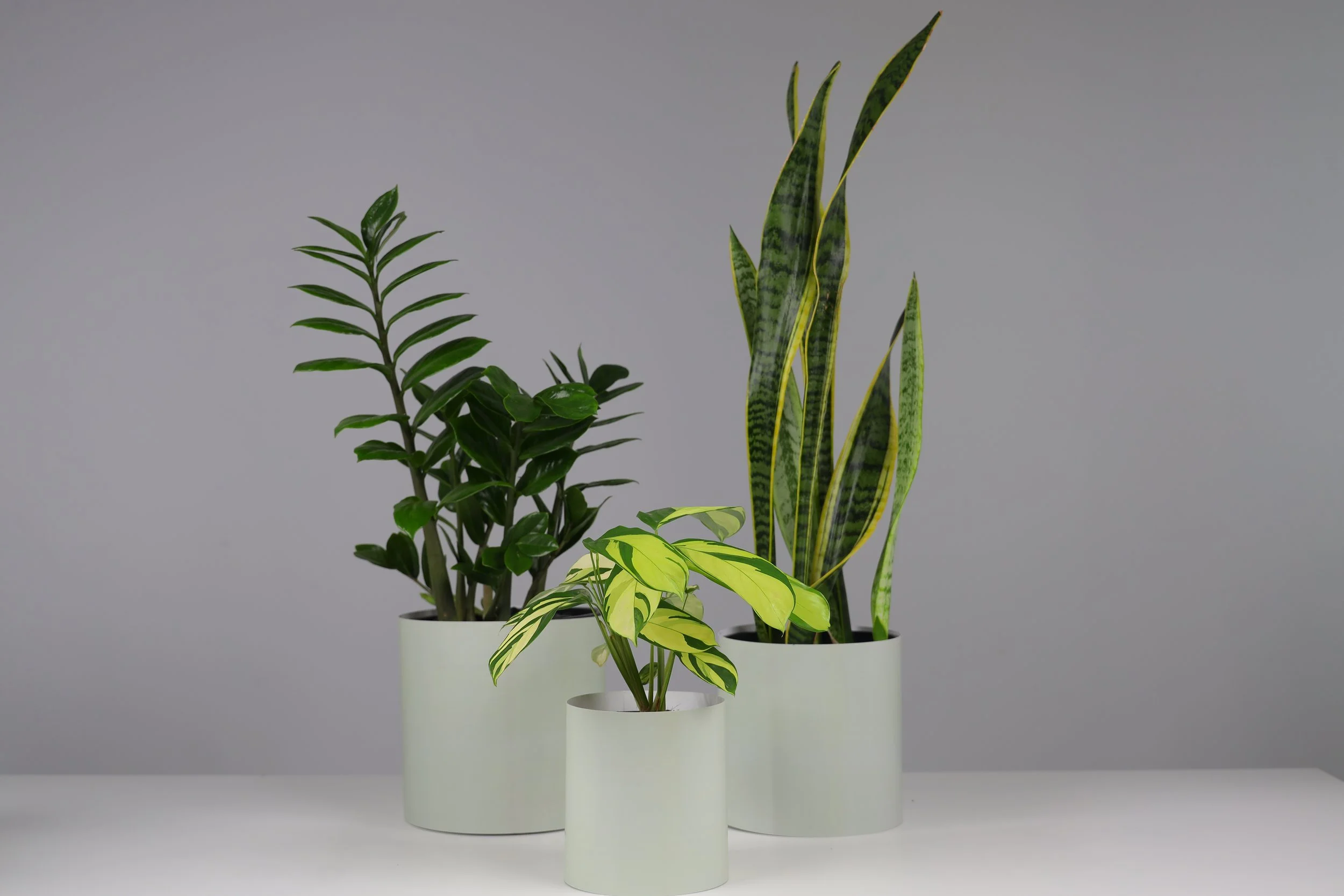 The Three Bares - 3 Pack