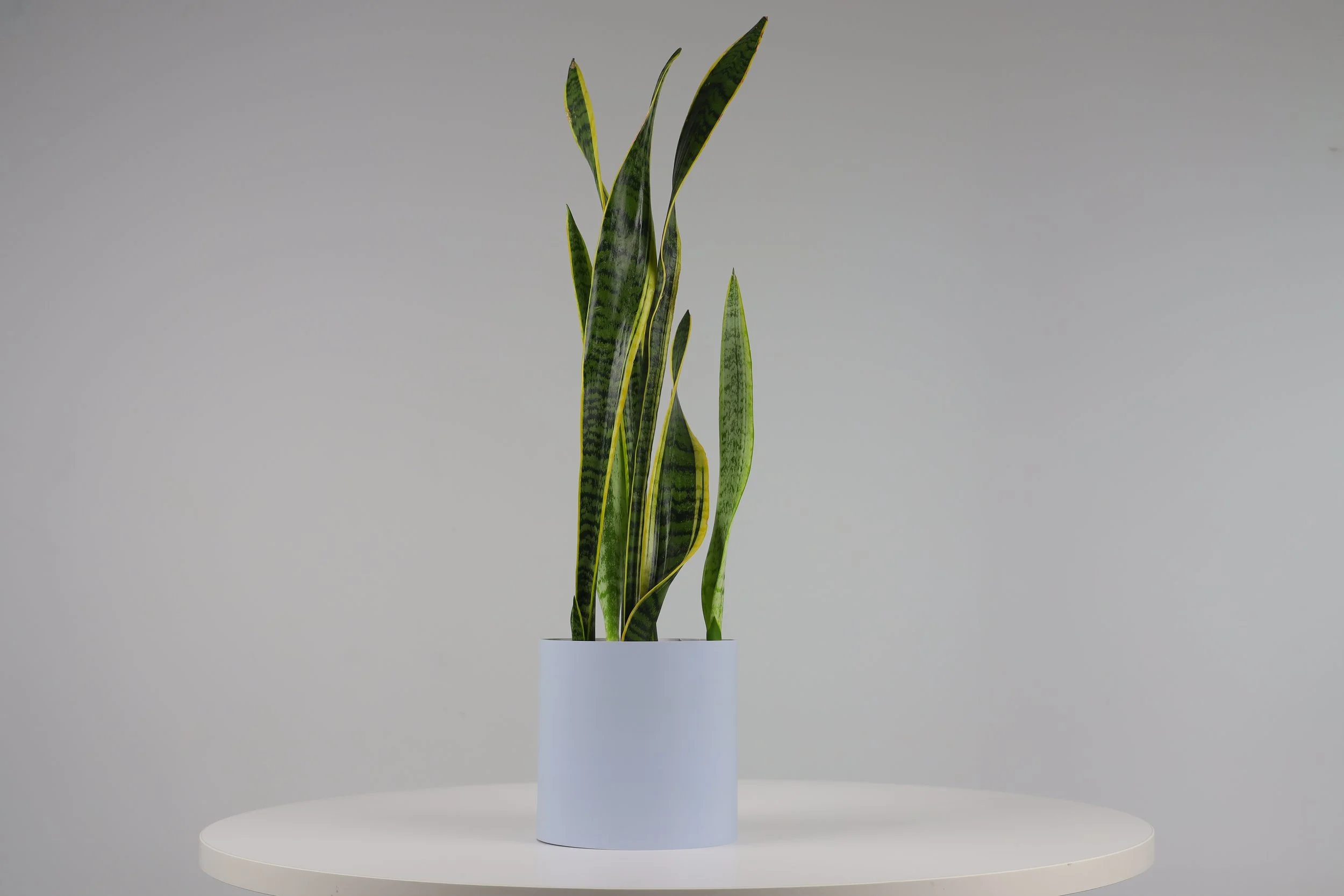 Bare Pot Medium Bare Powdered Blue With Plant Styled.jpeg