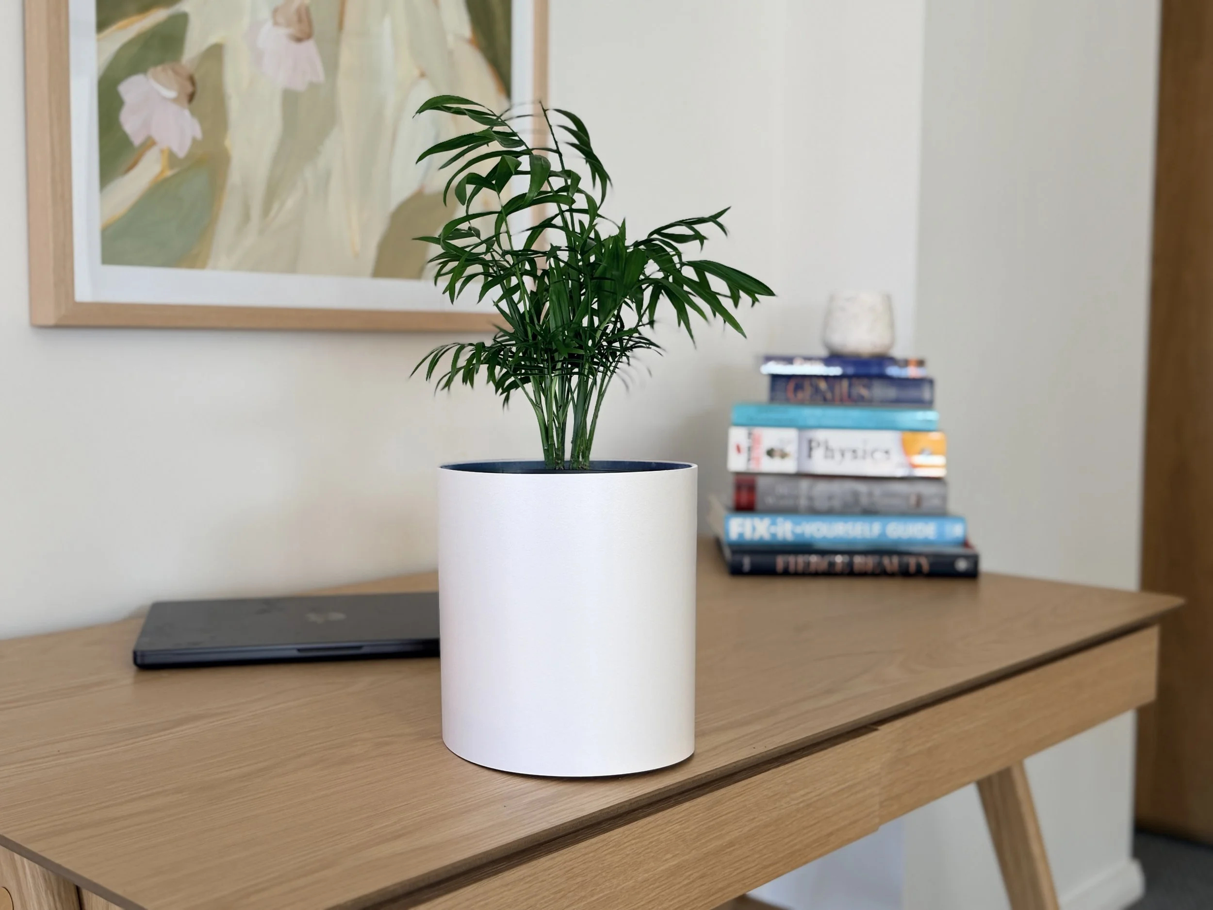A medium plant sitting on a wooden desk inside a colour drench frost Bare Pots Indoor pot cover