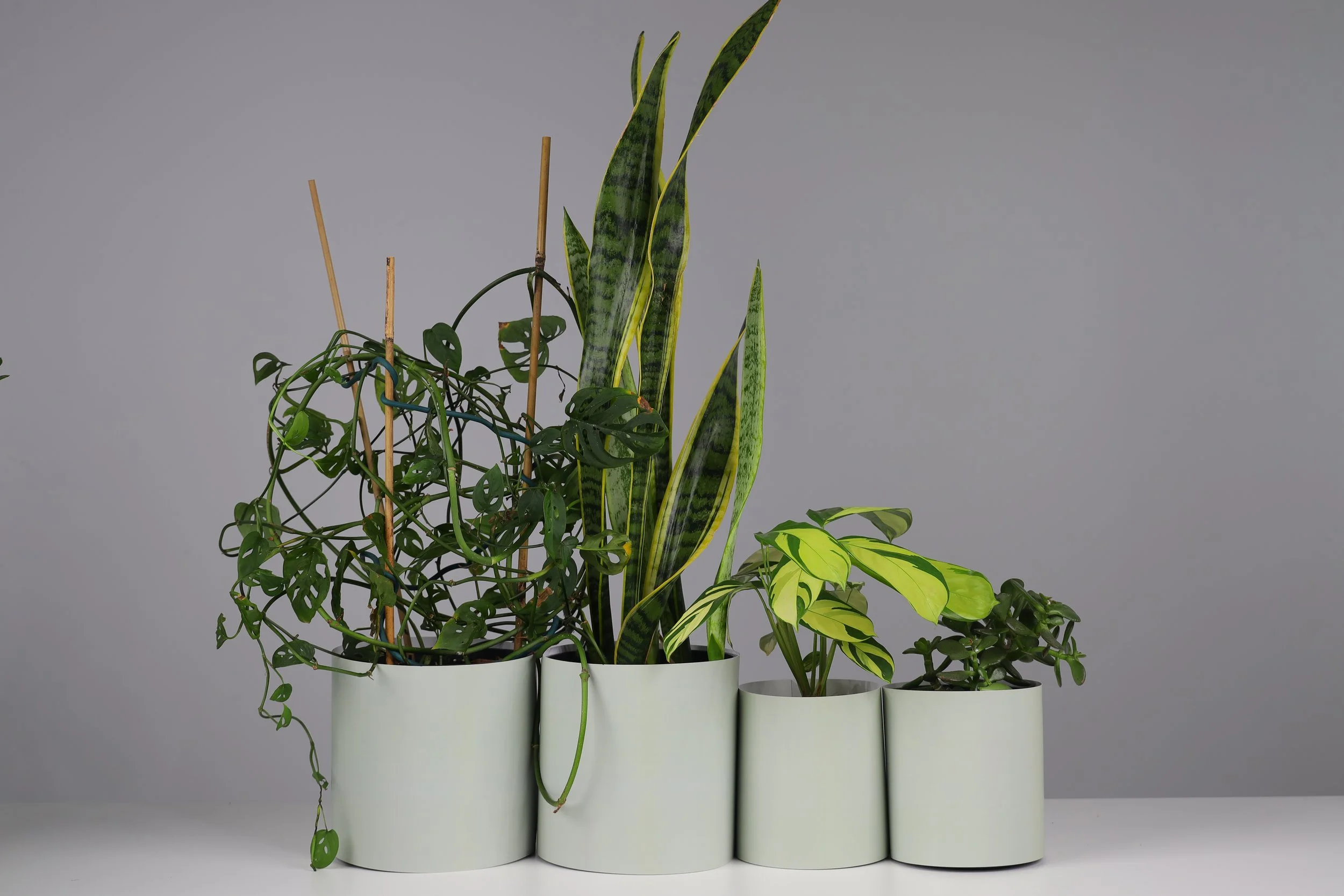 Bare Pots The Shelfie Set Bare Sage With Plant.jpeg