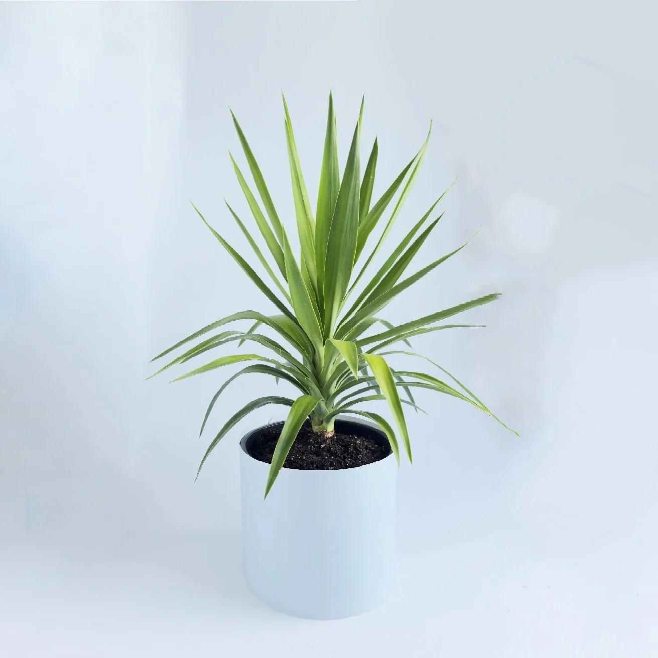 Bare Pot Extra Large Powder Blue With Plant Angle.jpg