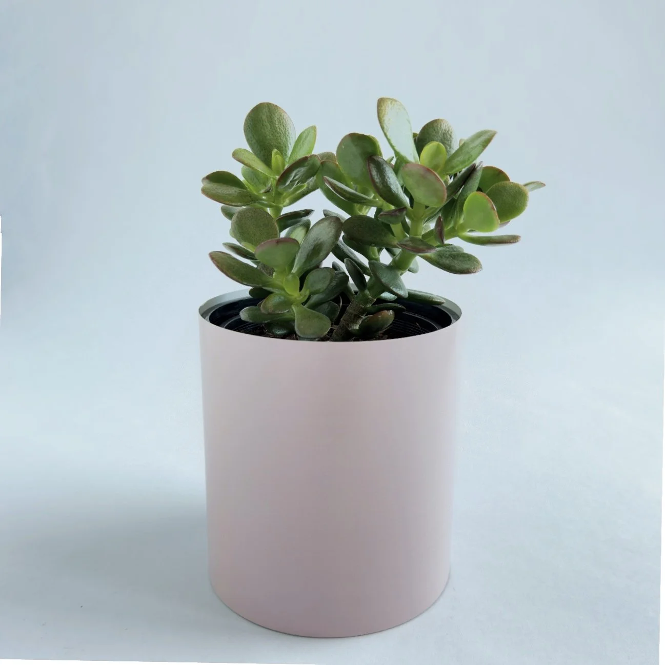 Bare Pot Small Pink Clay With Plant Angle.jpg
