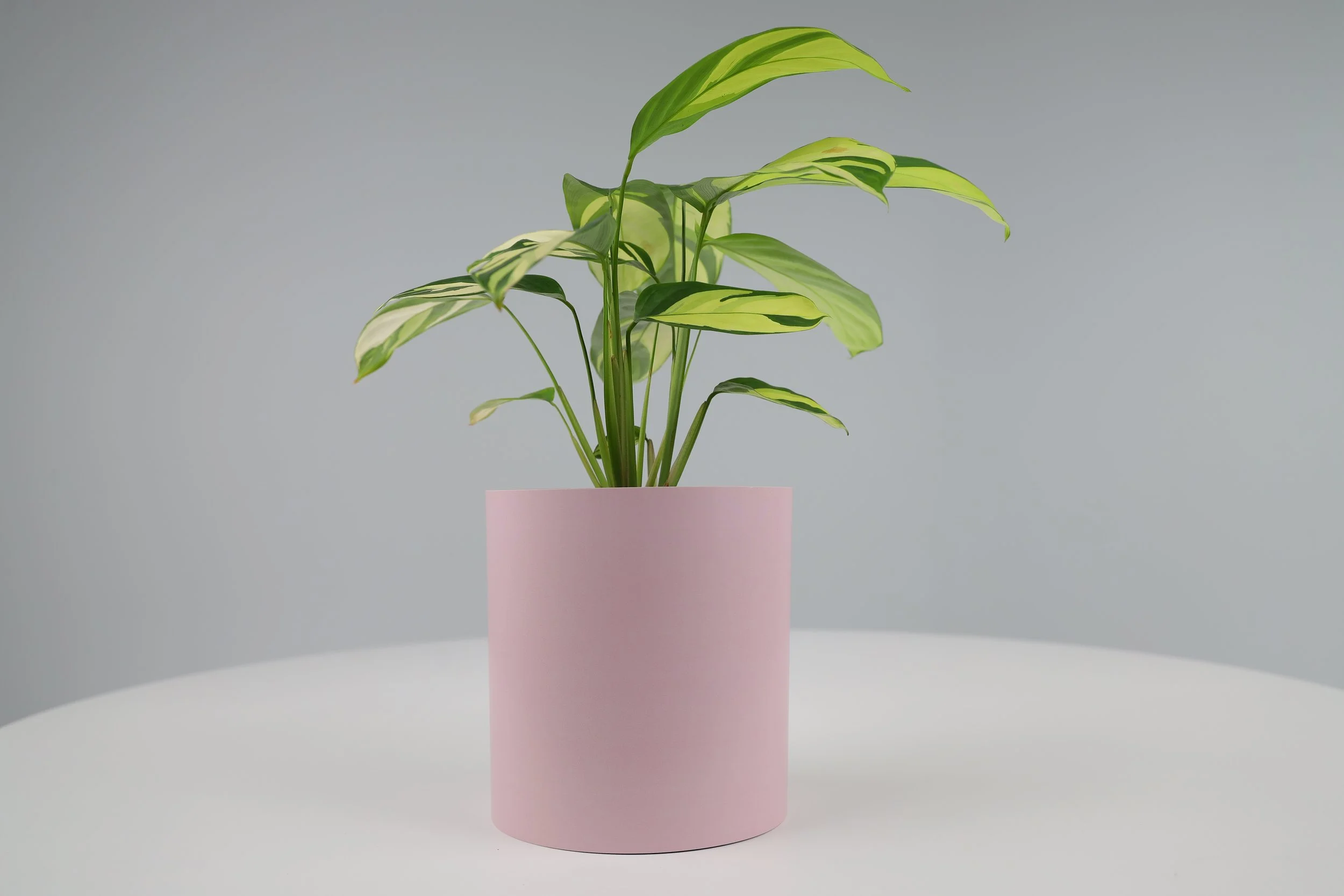 Bare Pot Small Bare Pink Clay With Plant Styled.jpeg