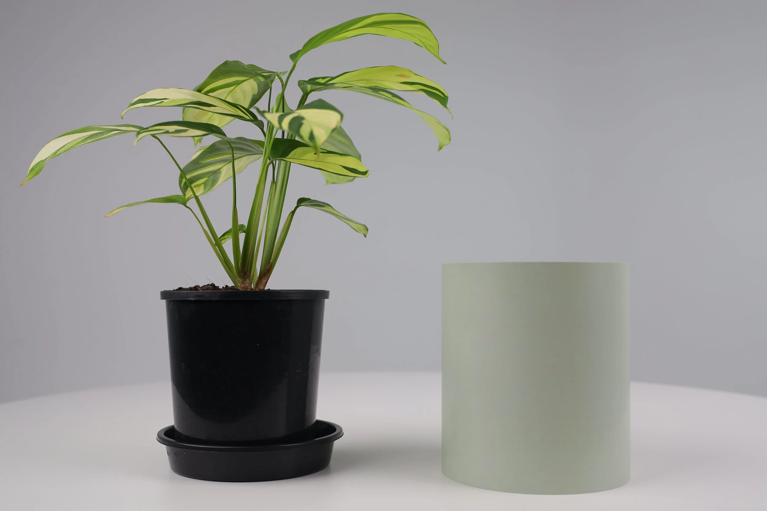 Bare Pot Small Bare Sage With Plant Side By Side.jpeg