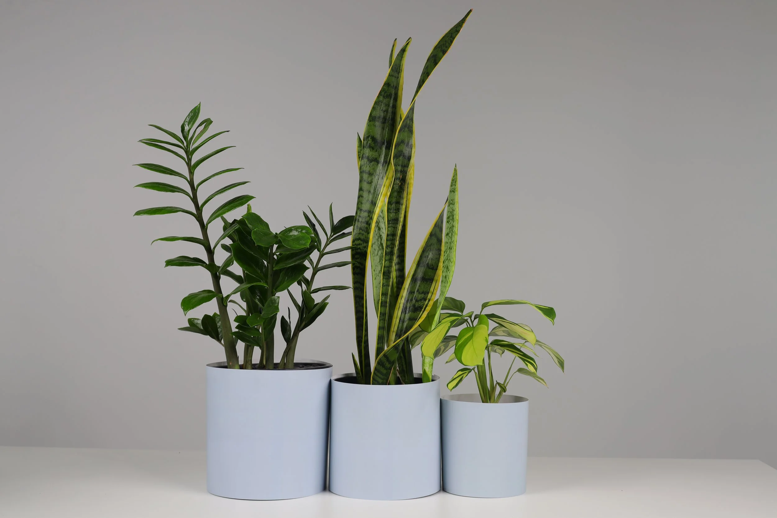 Bare Pots The Branch Manager Bare Powder Blue With Plant.jpeg