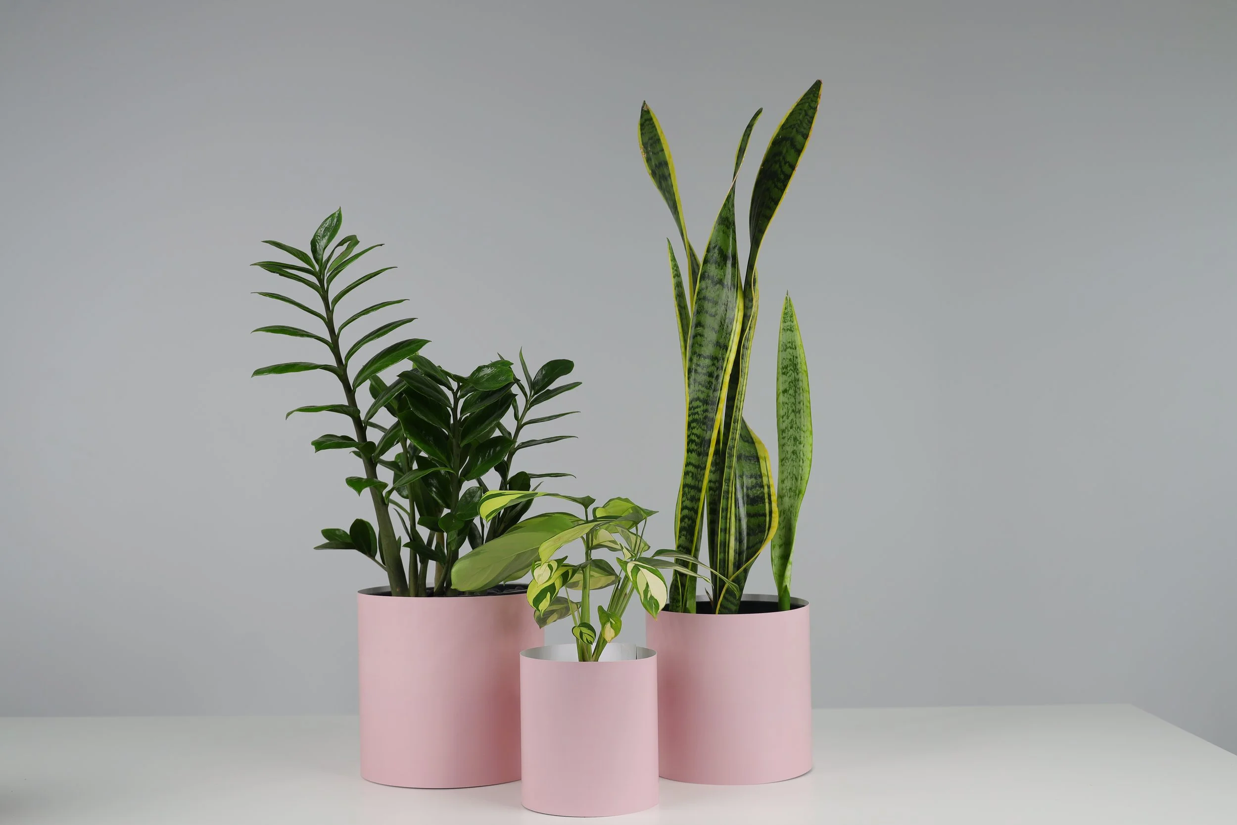 The Three Bares - 3 Pack