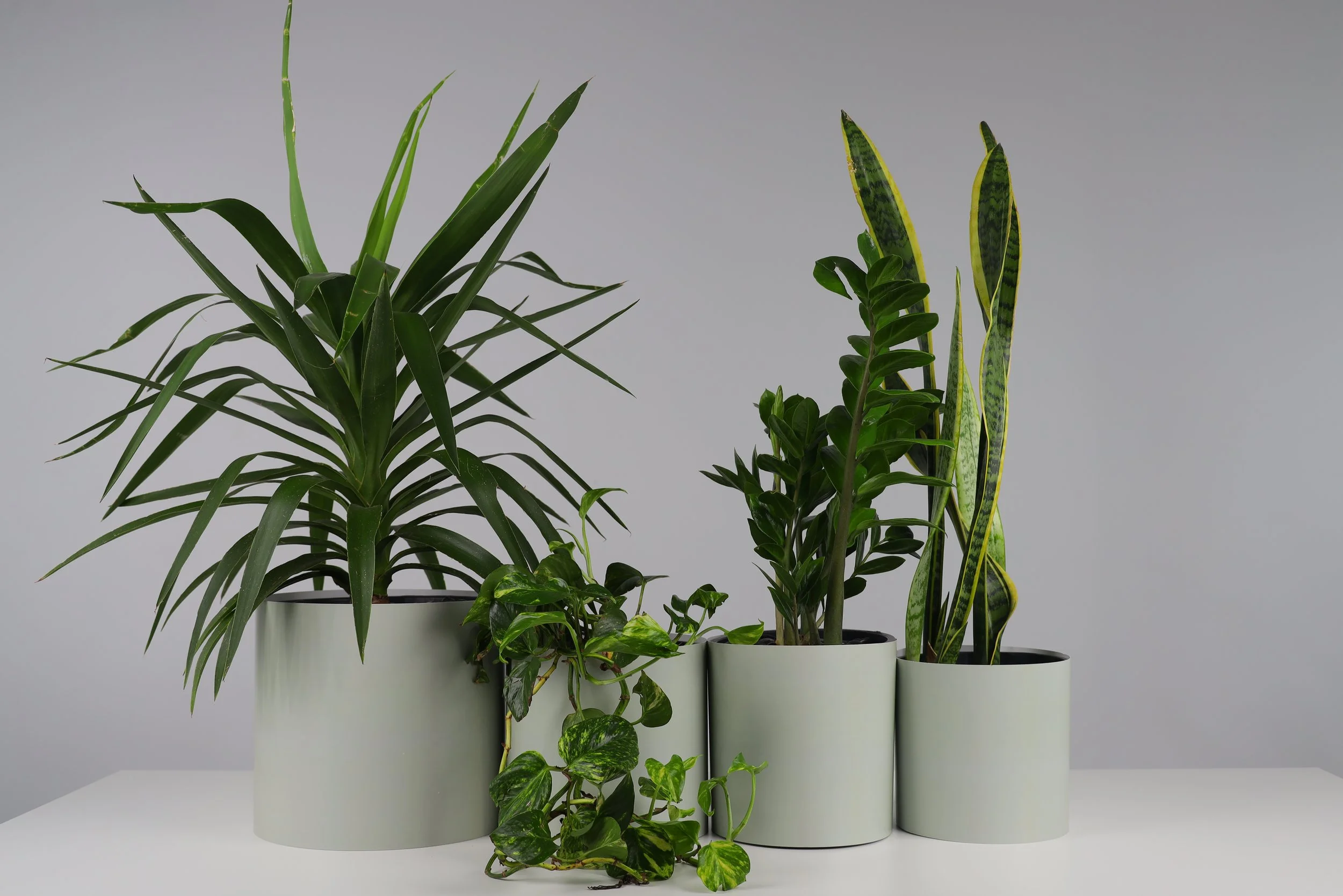 The Branch Manager - 4 Pack