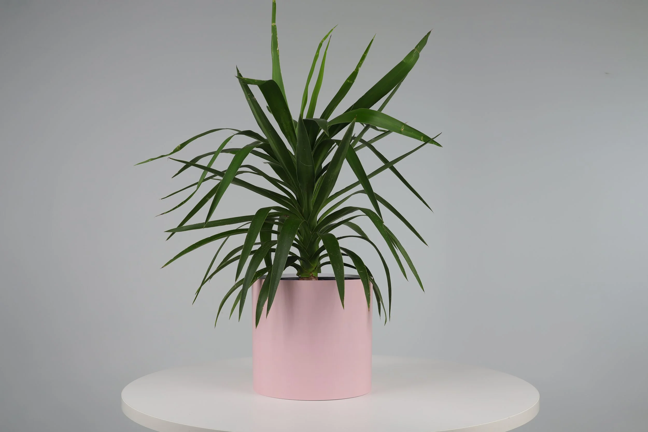 Bare Pot Extra Large Bare Pink Clay With Plant Styled.jpeg
