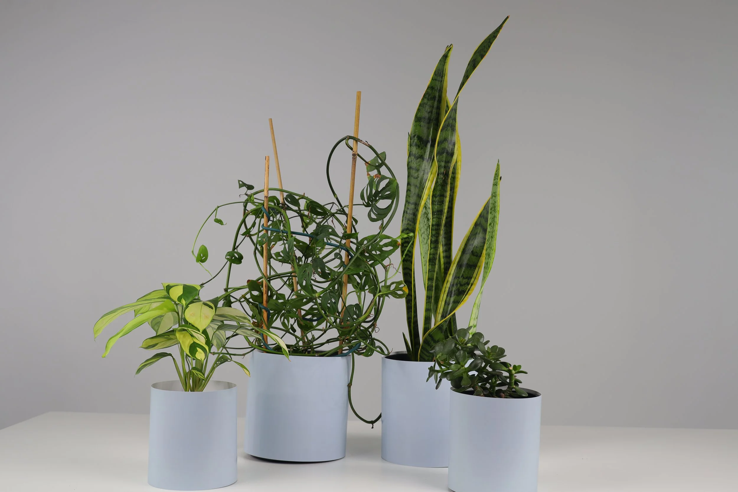 The Shelfie Set - 4 Pack