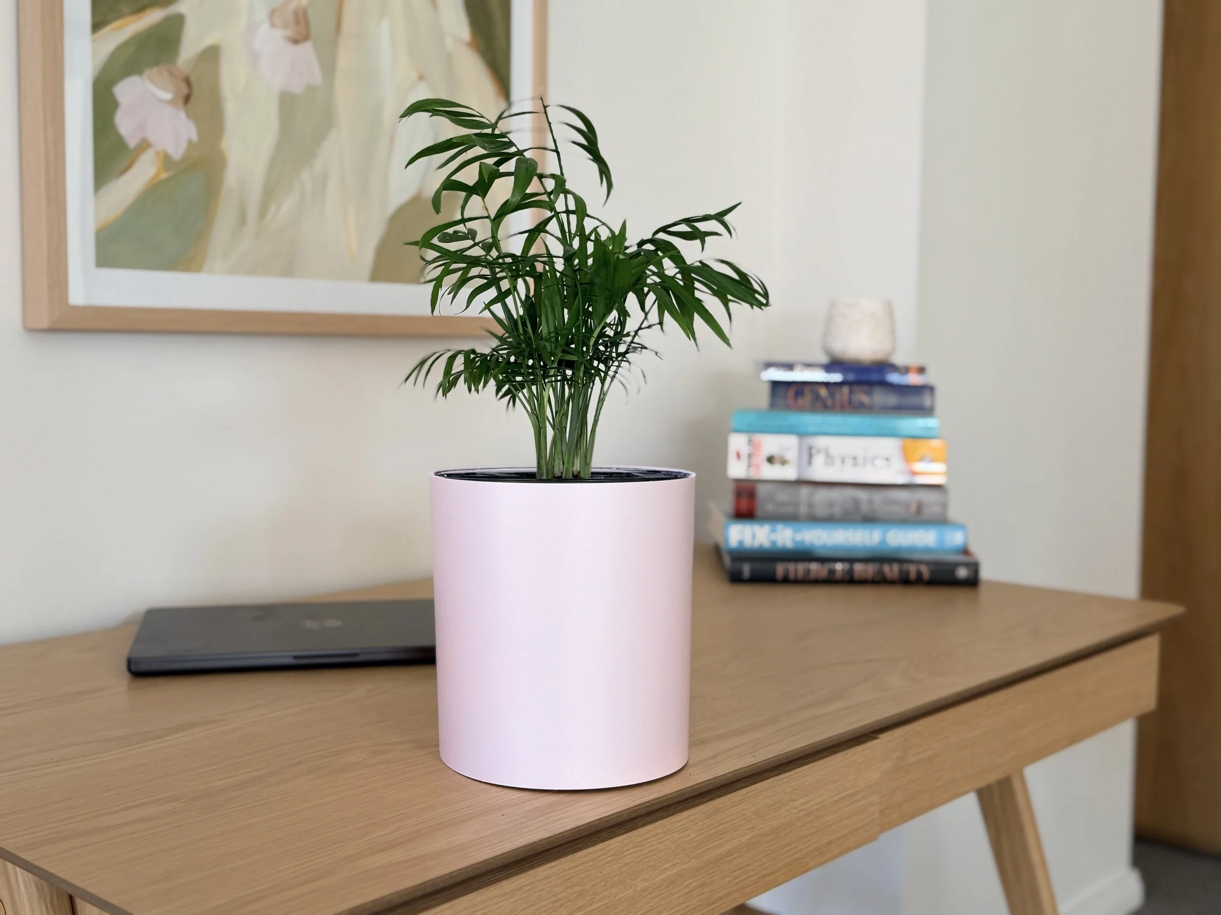 A medium plant sitting on a wooden desk inside a colour drench pink clay Bare Pots Indoor pot cover