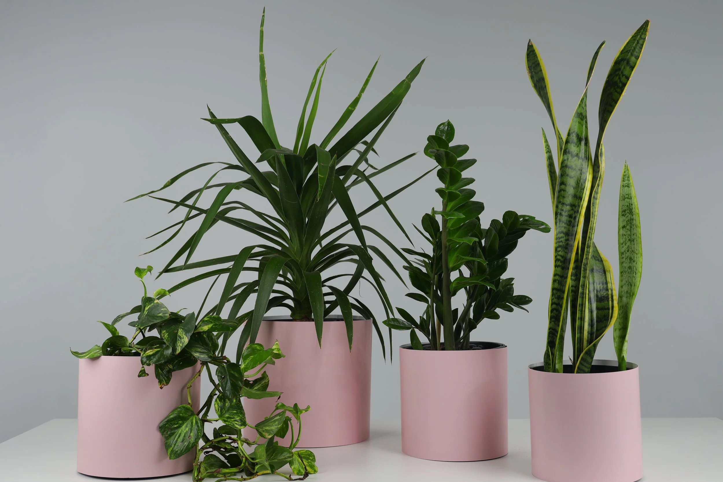 Bare Pots The Branch Manager Bare Pink Clay With PlantV.jpeg