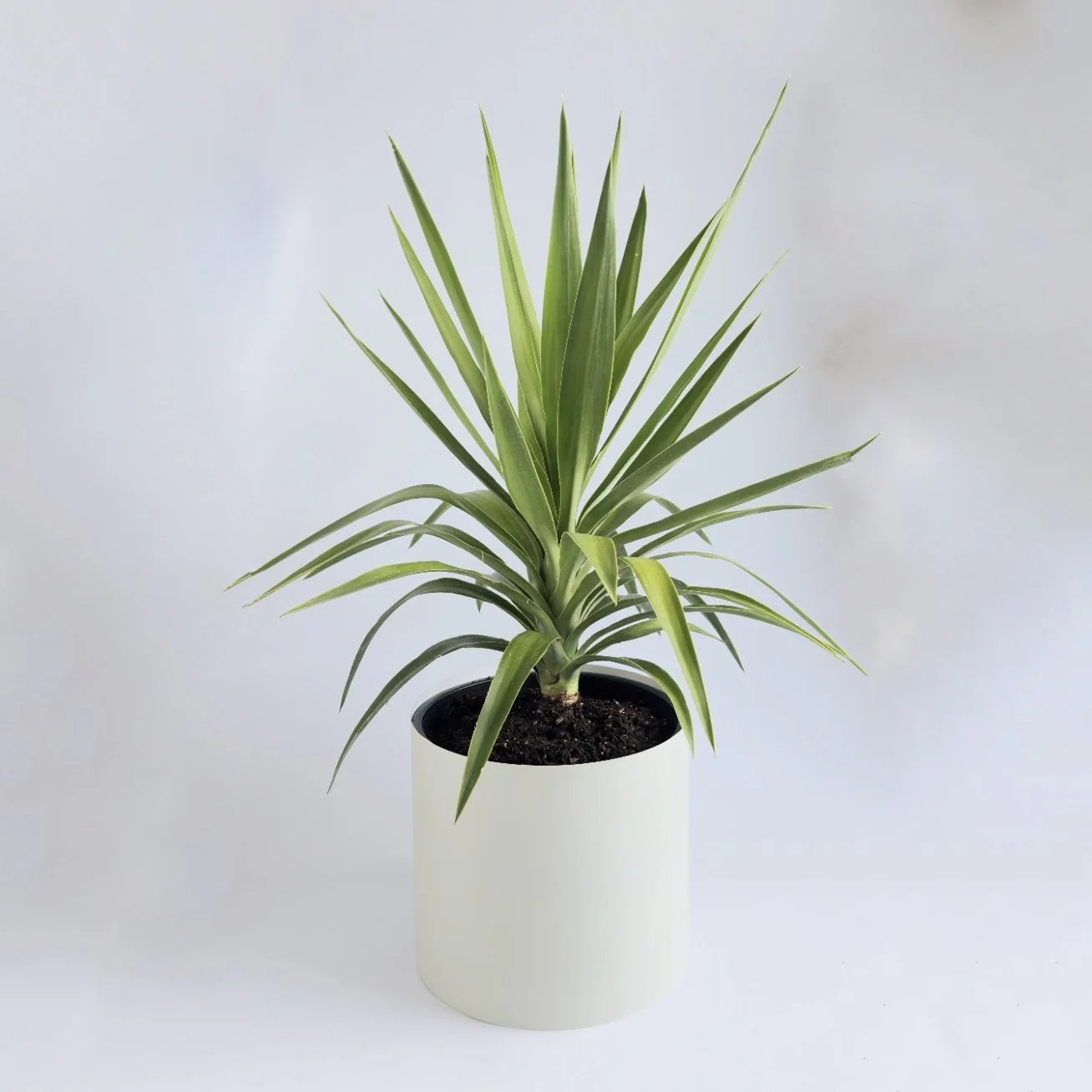 Bare Pot Extra Large Sage With Plant Angle.jpg