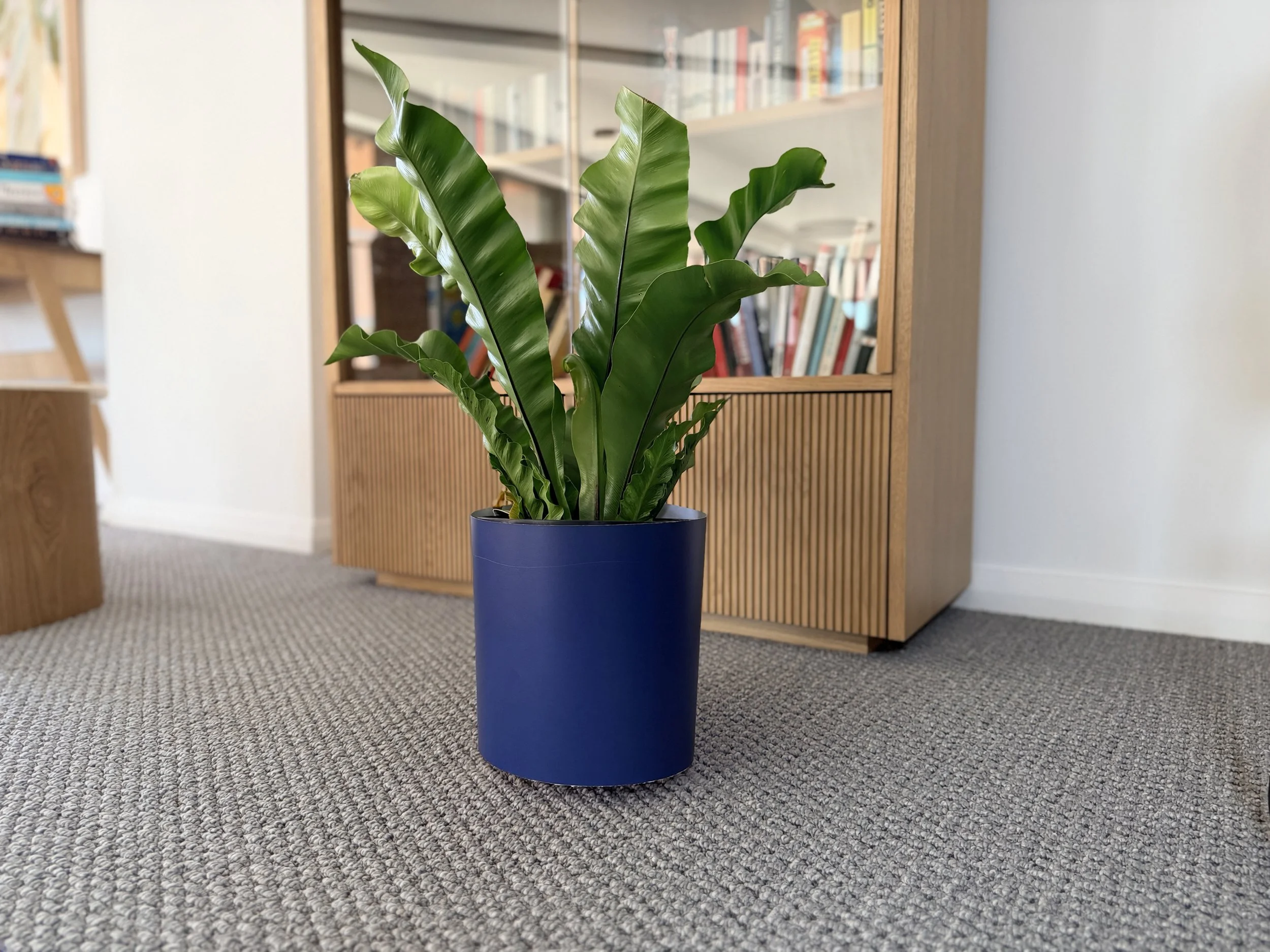 An extra large statement plant placed on the floor in a colour drench navy Bare Pots Indoor plant sleeve next to a wooden cabinet.