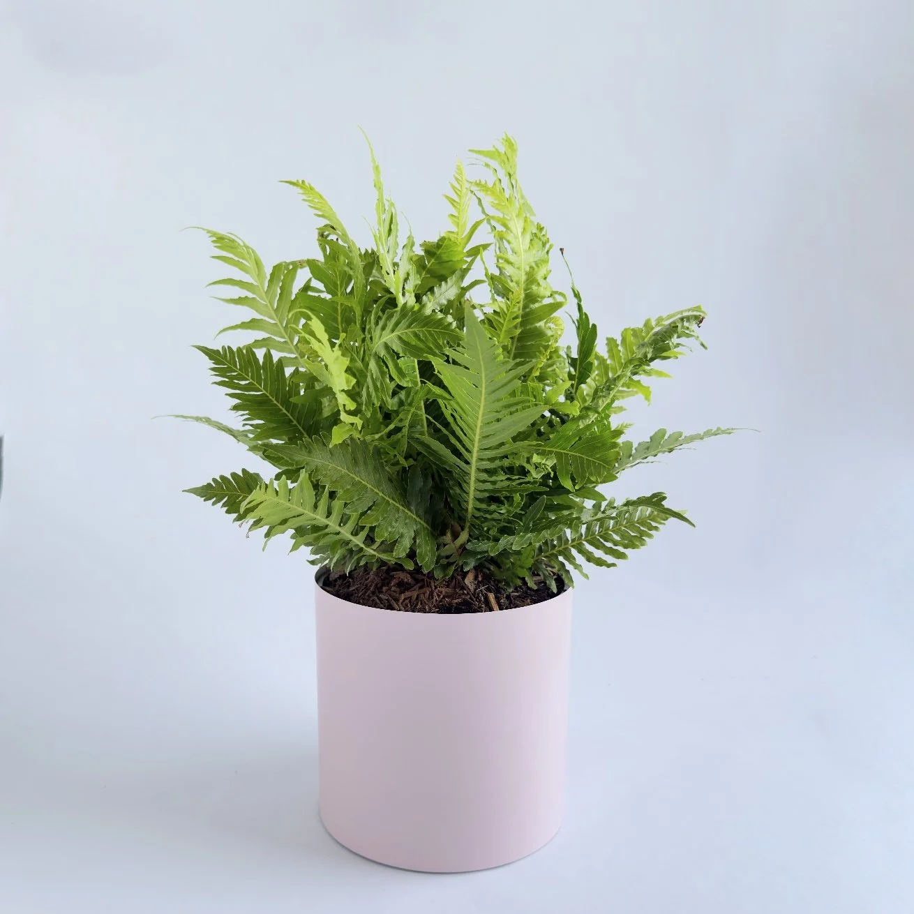Bare Pot Medium Pink Clay With Plant Angle.jpg
