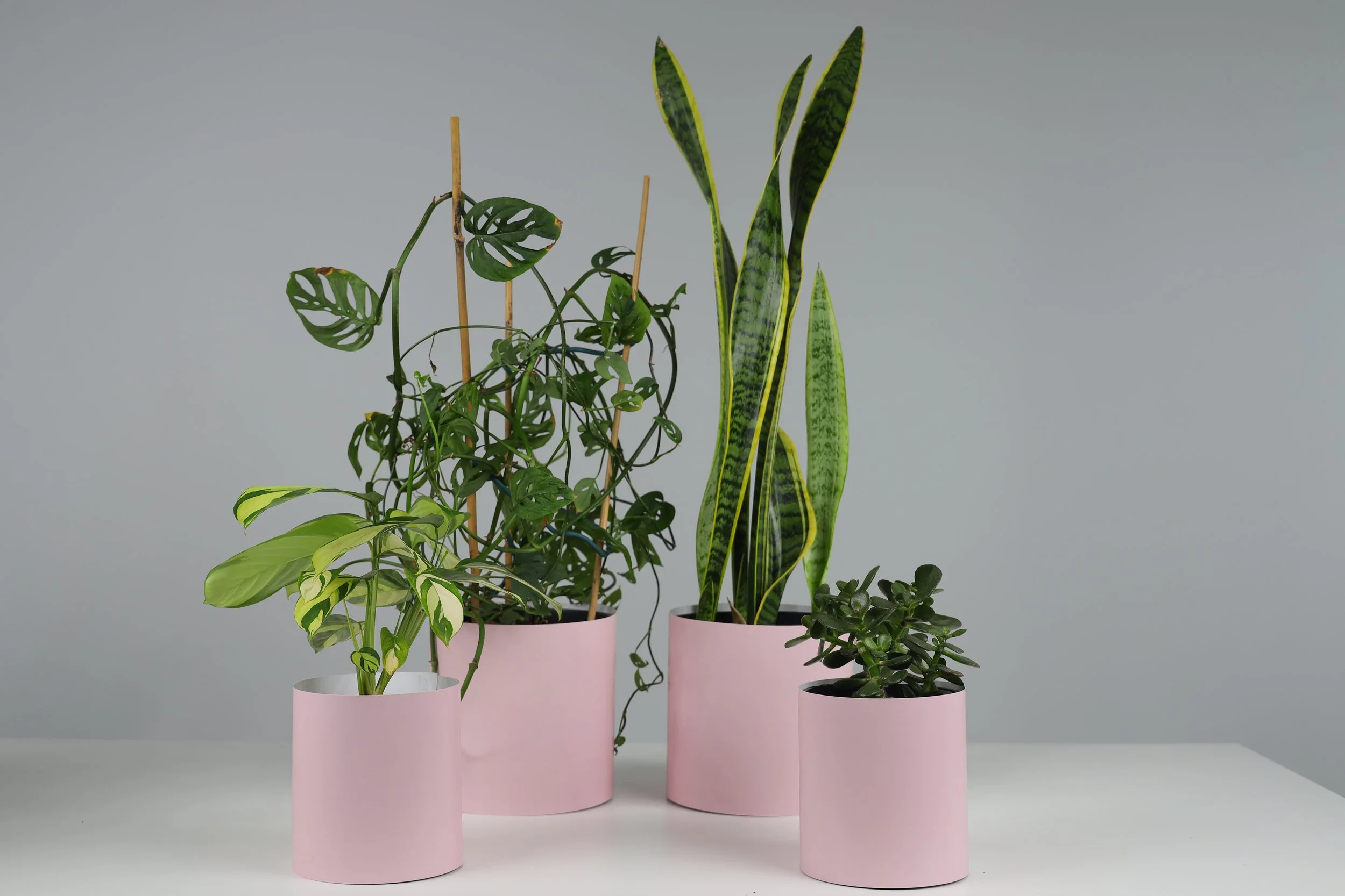 The Shelfie Set - 4 Pack