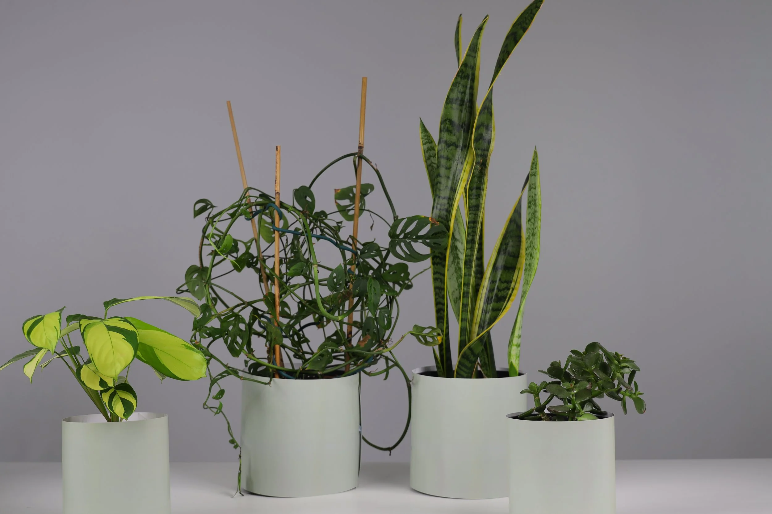 The Shelfie Set - 4 Pack