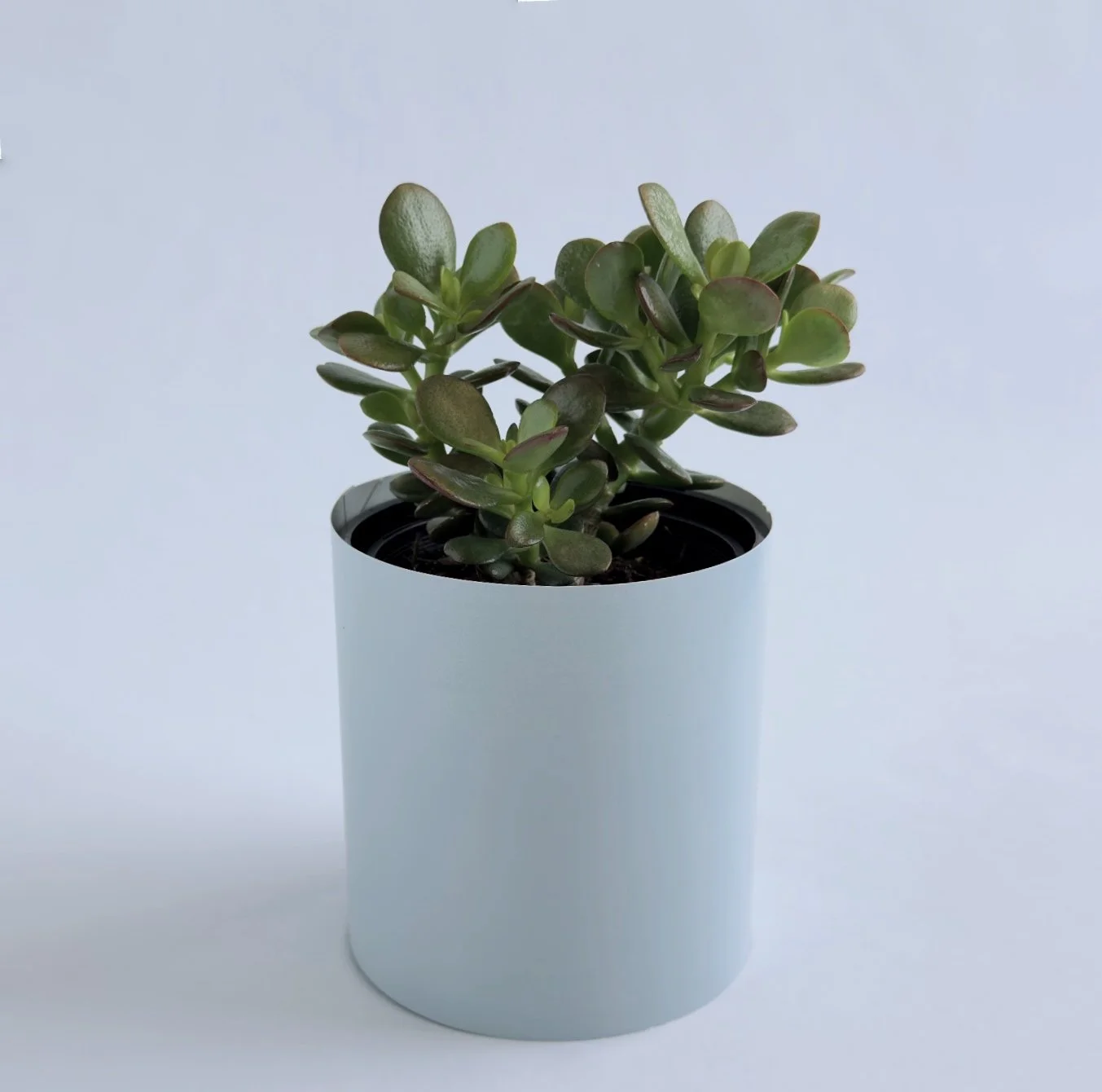 Bare Pot Small Powder Blue With Plant Angle.jpg
