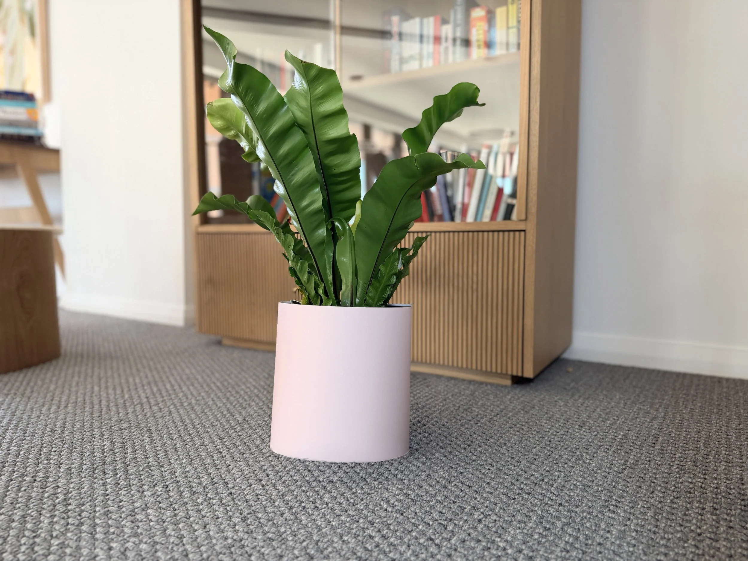 An extra large statement plant placed on the floor in a colour drench pink clay Bare Pots Indoor plant sleeve next to a wooden cabinet.