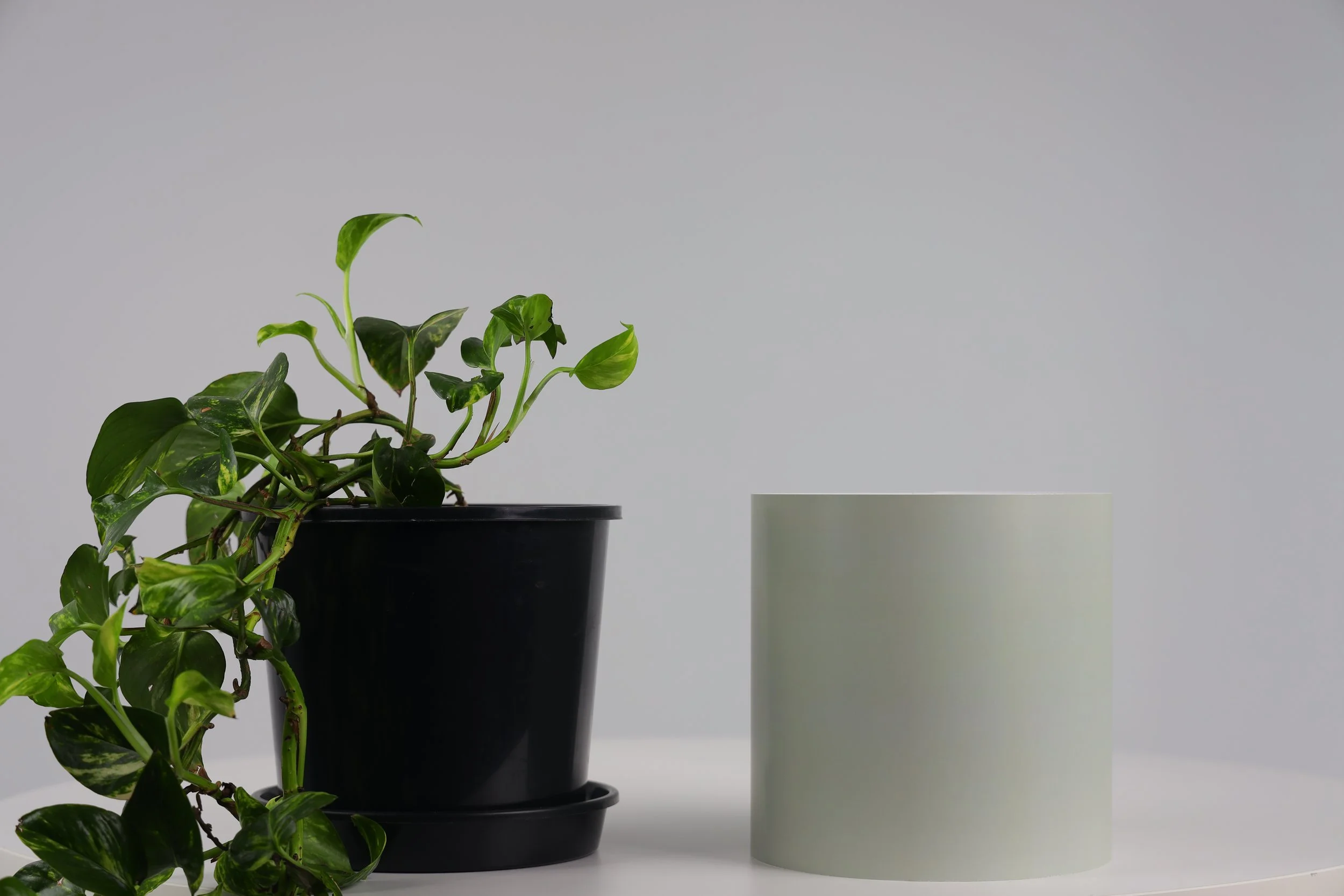 Bare Pot Large Bare Sage With Plant Side By Side.jpeg