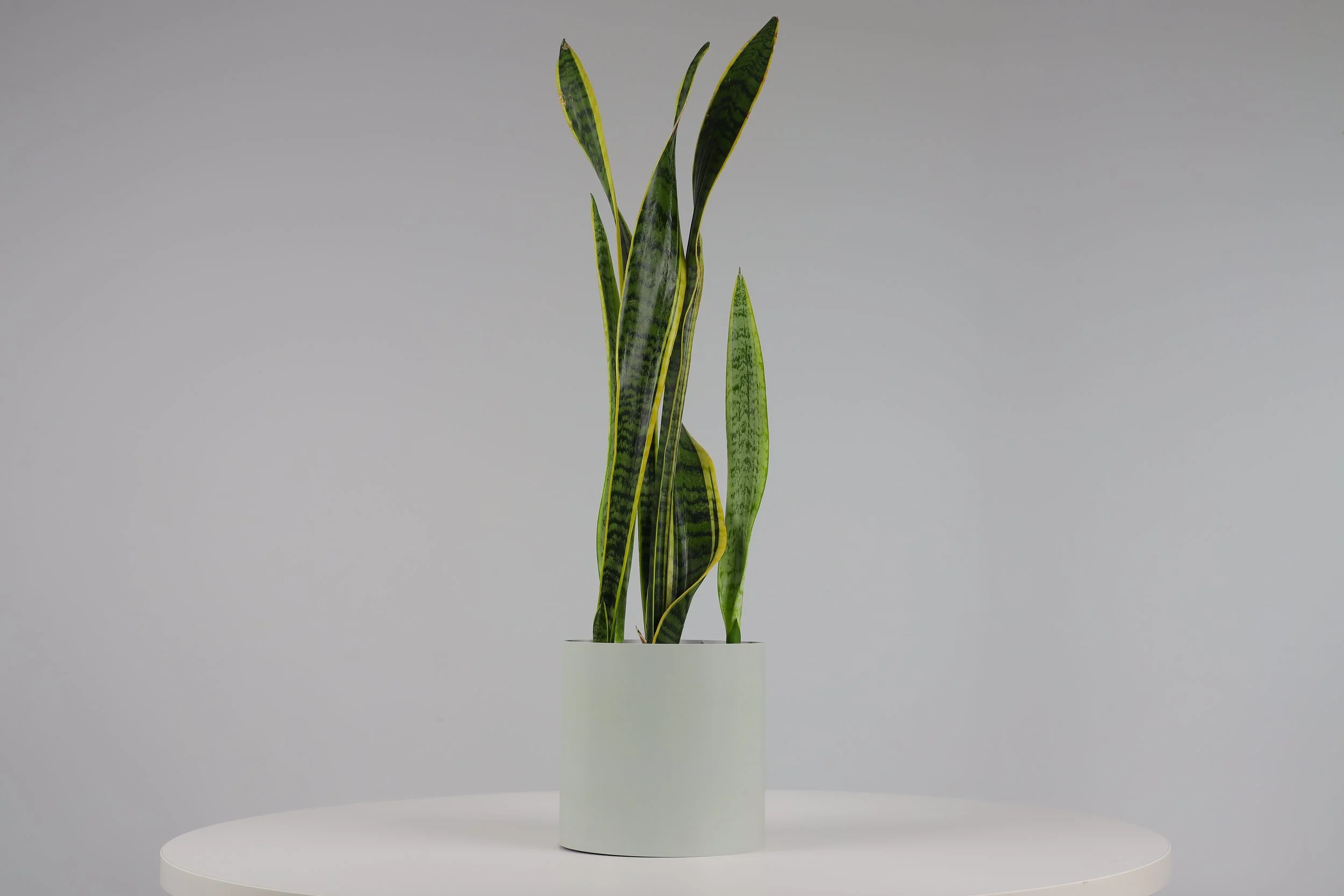 Bare Pot Medium Bare Sage With Plant Styled.jpeg