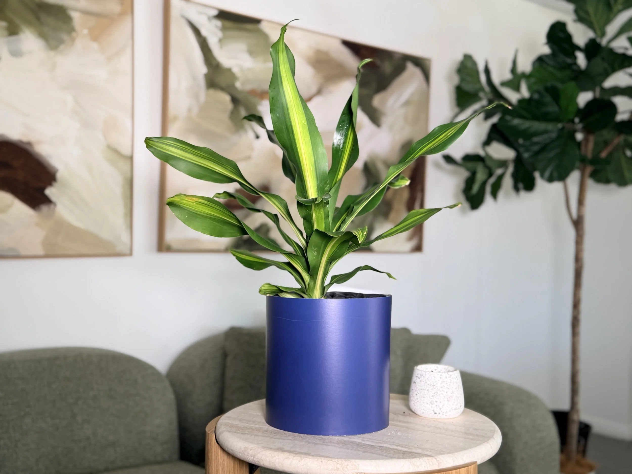 A large leafy plant styled in a colour drench navy Bare Pots indoor pot sleeve resting on a wooden side table in a living room.