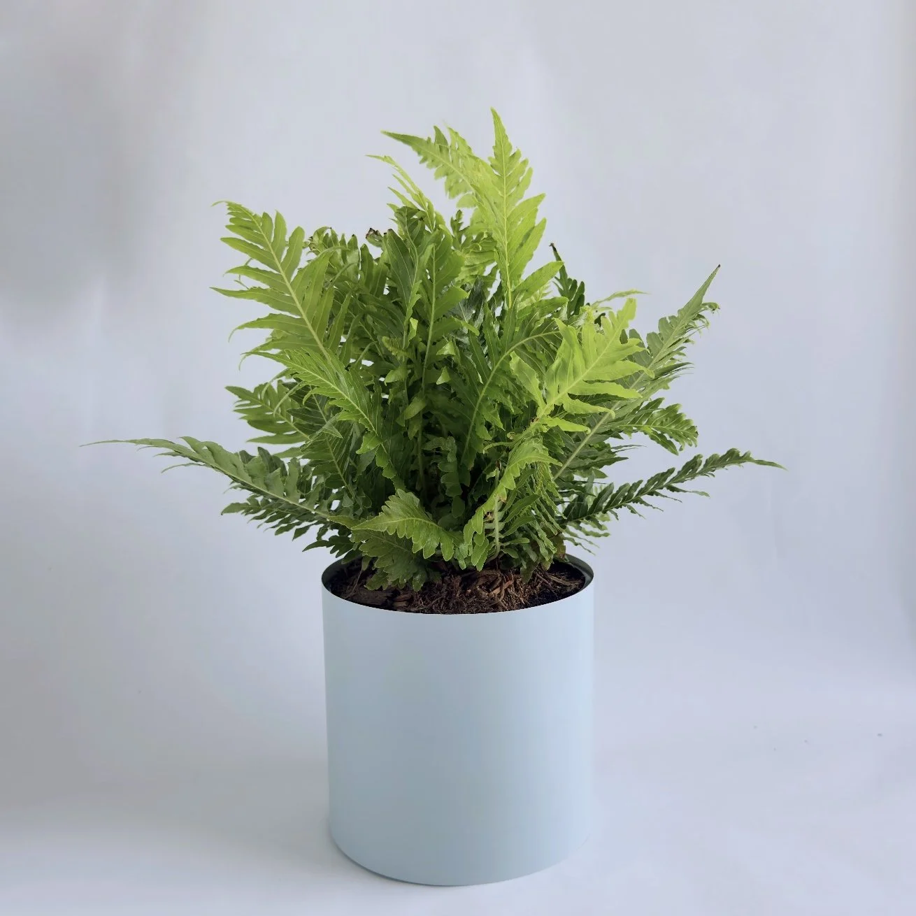 Bare Pot Medium Powder Blue With Plant Angle.jpg