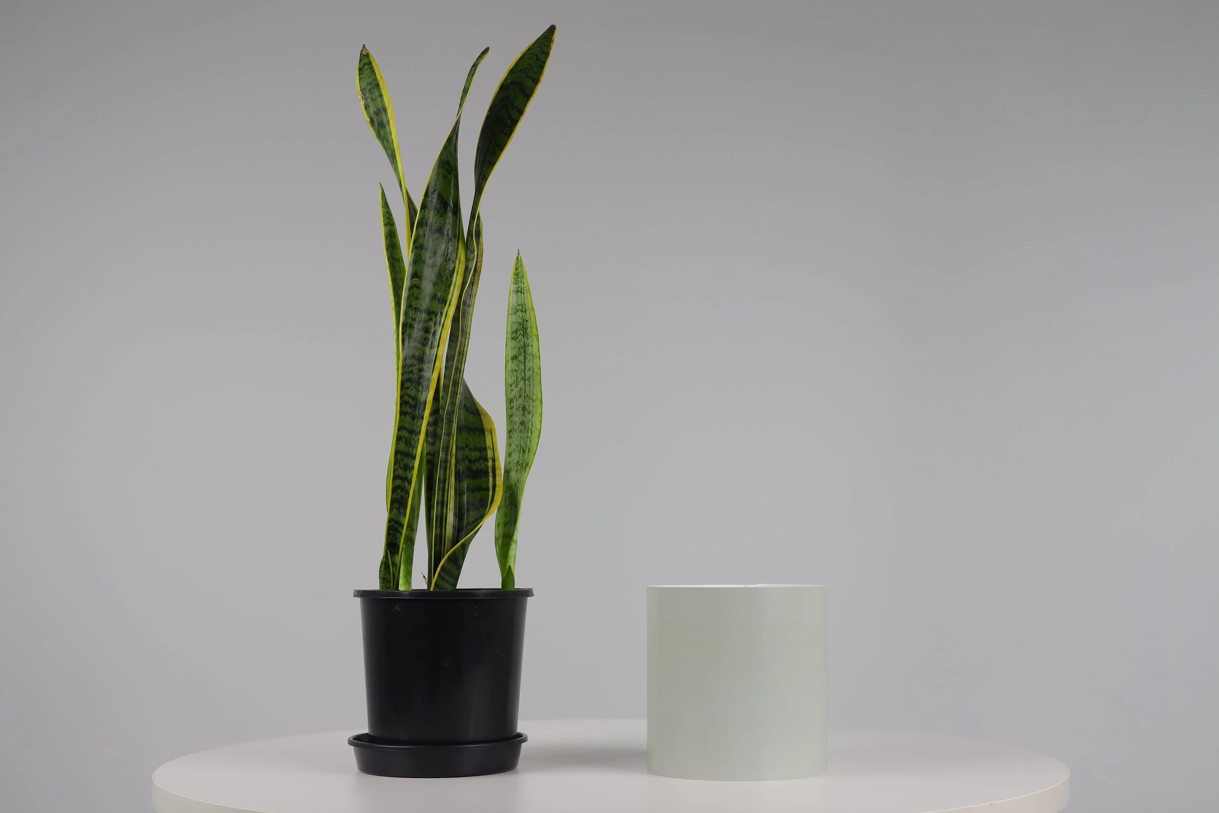 Bare Pot Medium Bare Sage With Plant Side By Side.jpeg