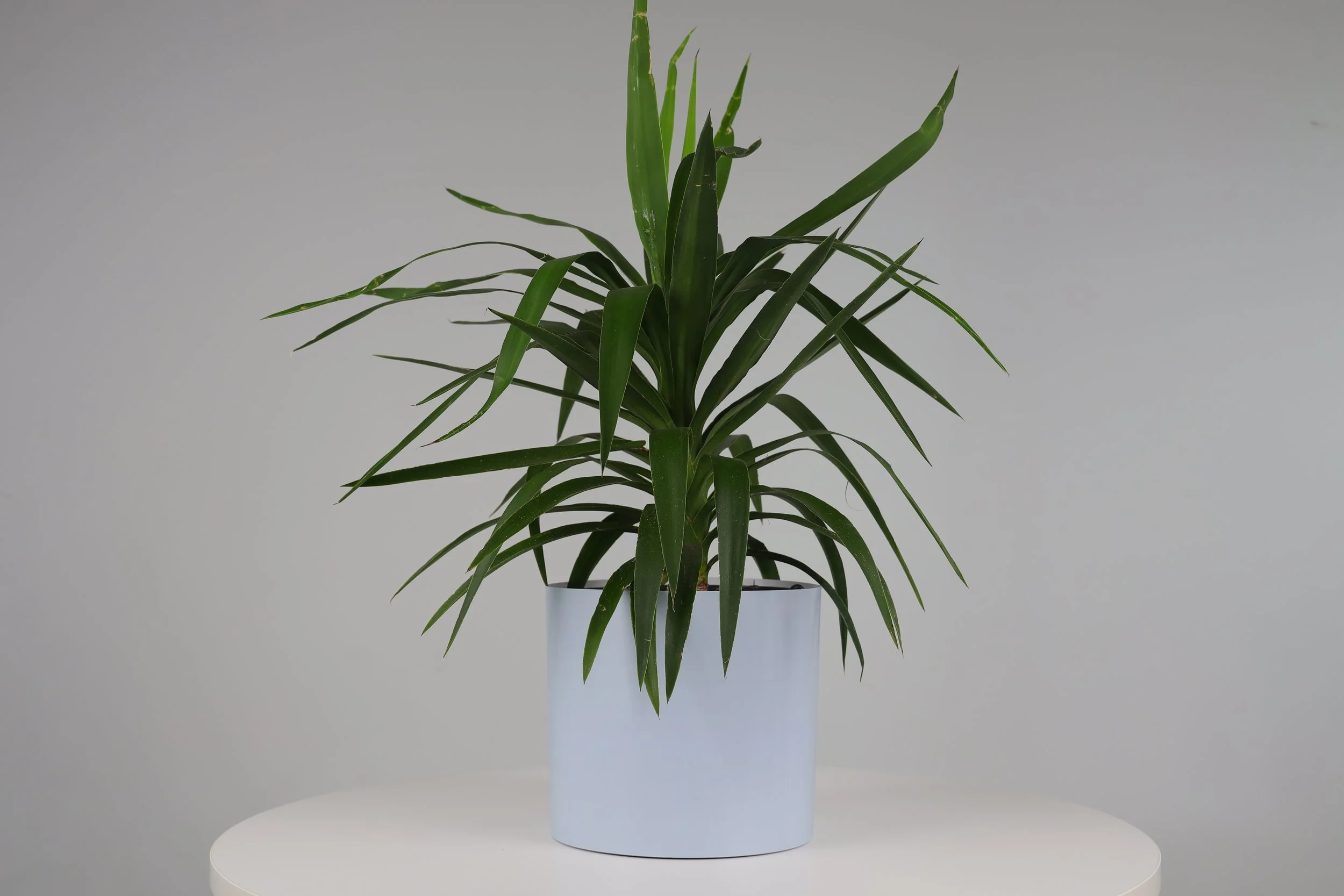 Bare Pot Extra Large Bare Powder Blue With Plant Styled.jpeg
