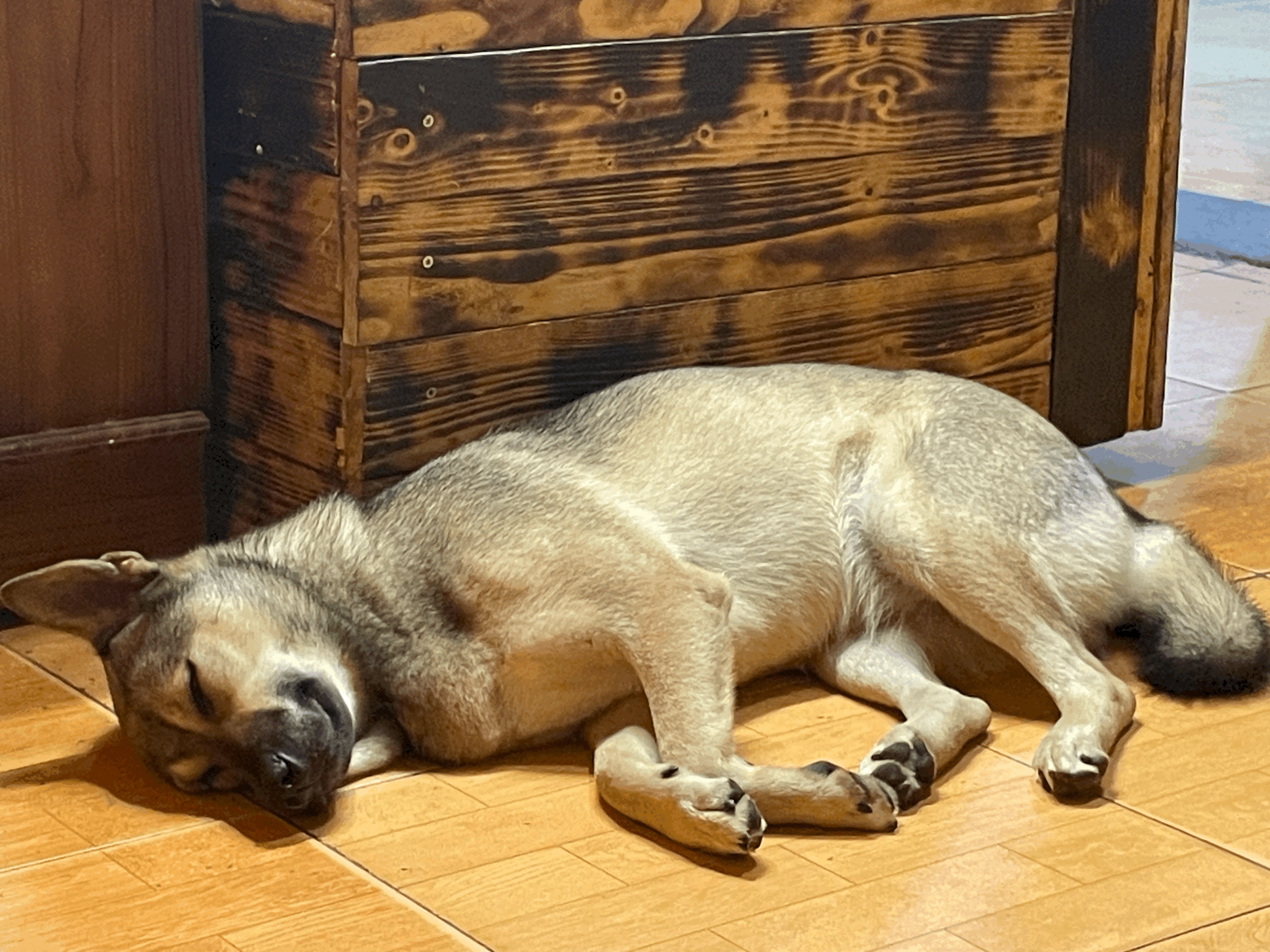 Dog Meat in Vietnam &amp; Other Cultural Differences