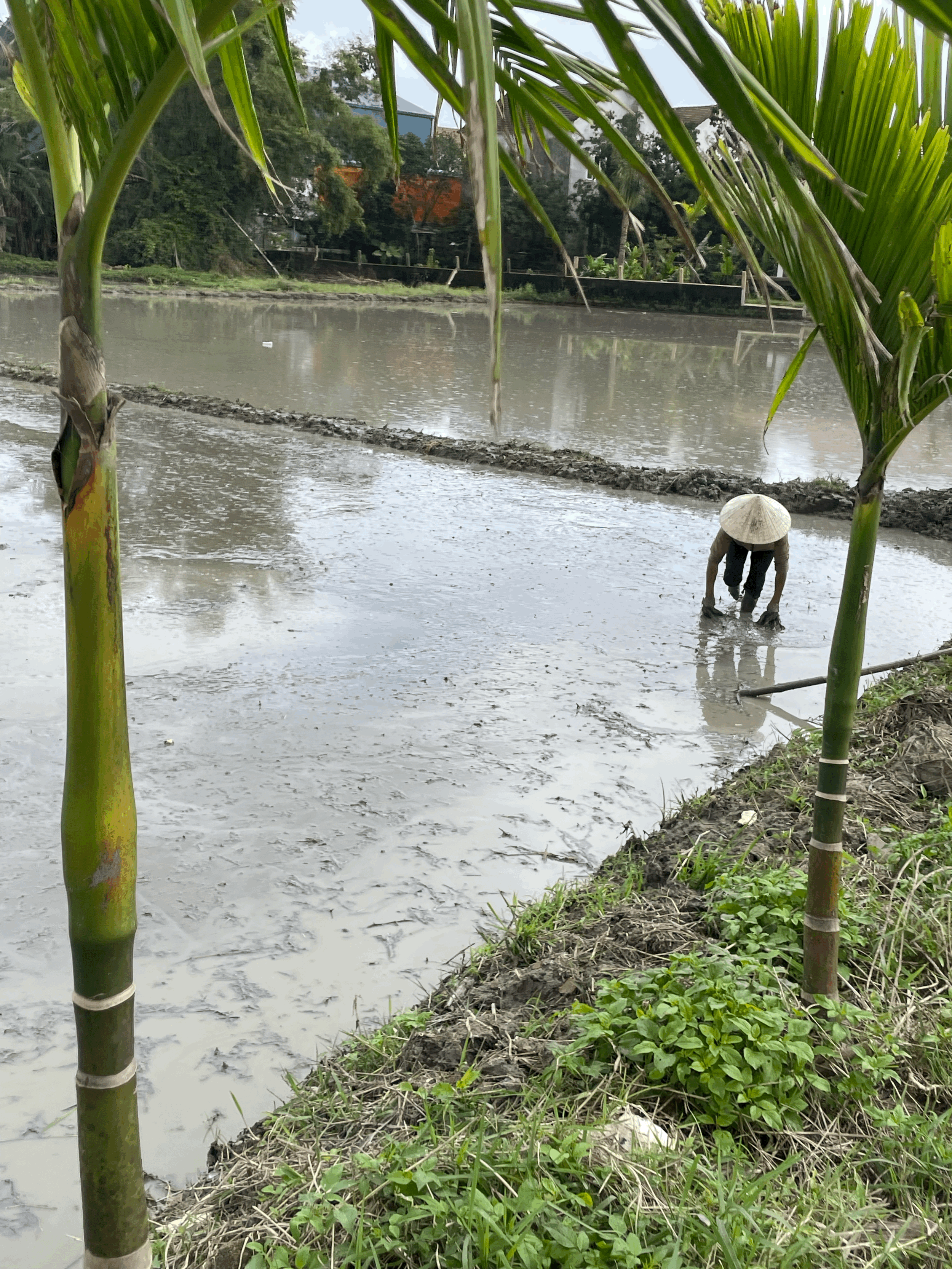 Hoi An Local Life: The Fruit Man + the Rice Festival