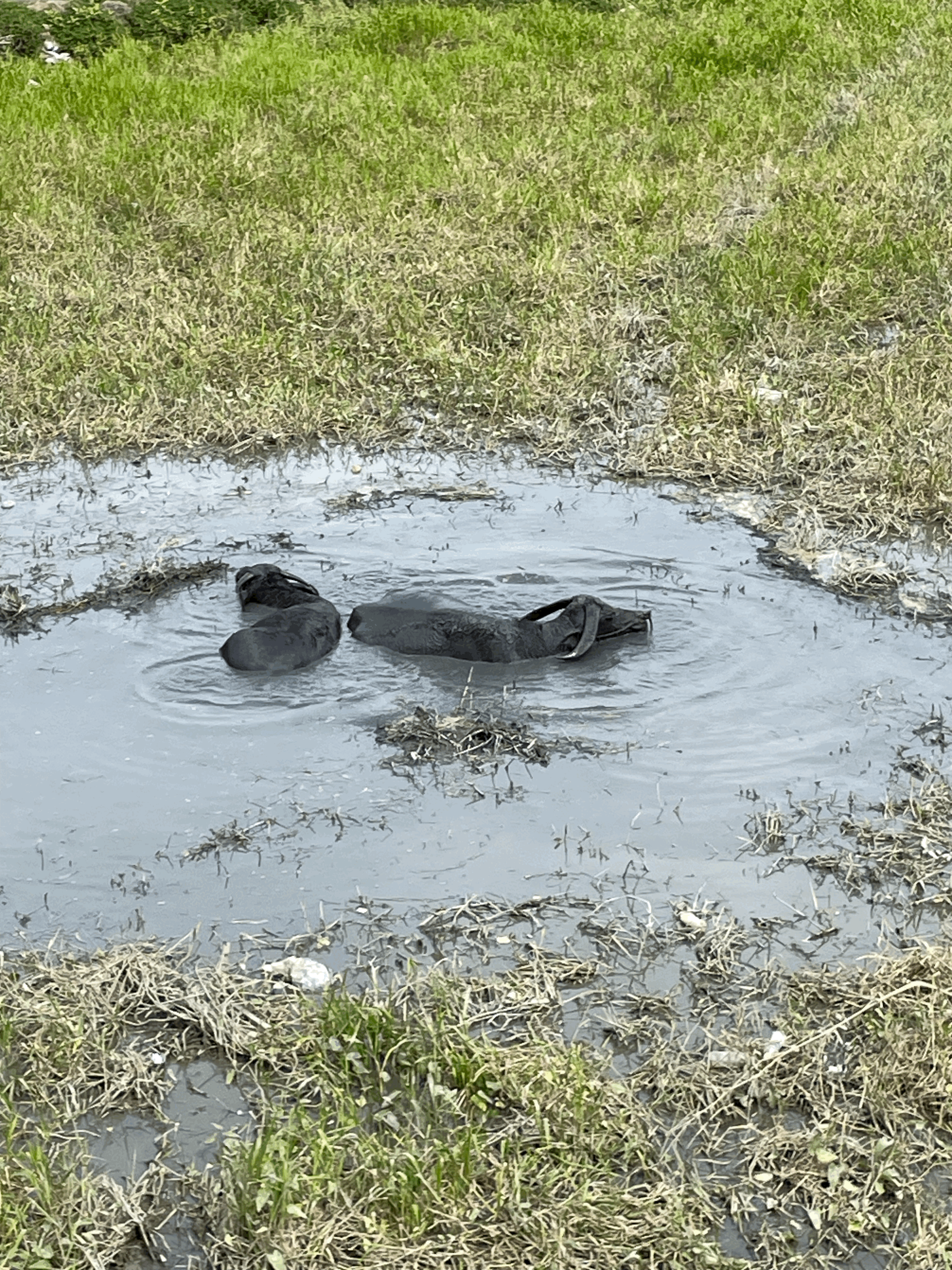 Water Buffalo in Vietnam: The Living Tractors of the East