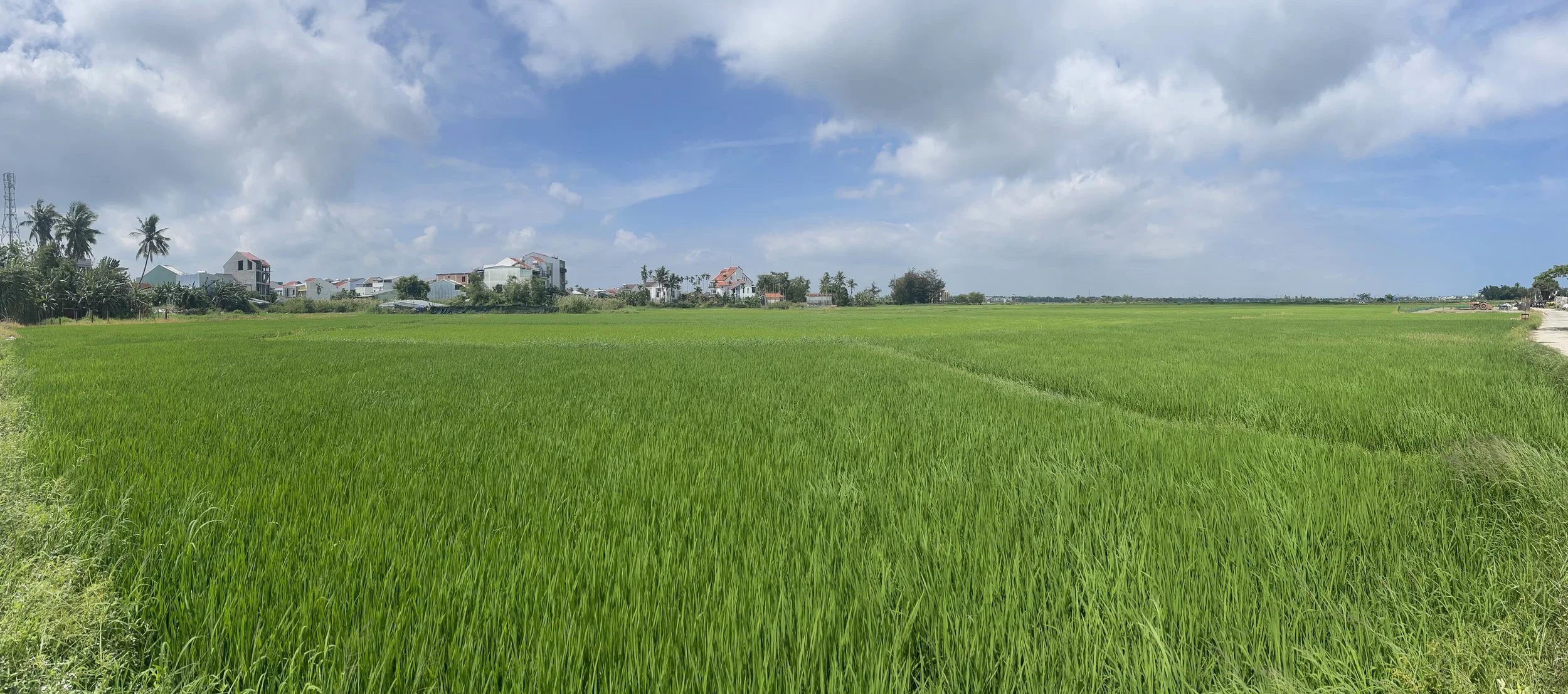 Rice paddies blooming green