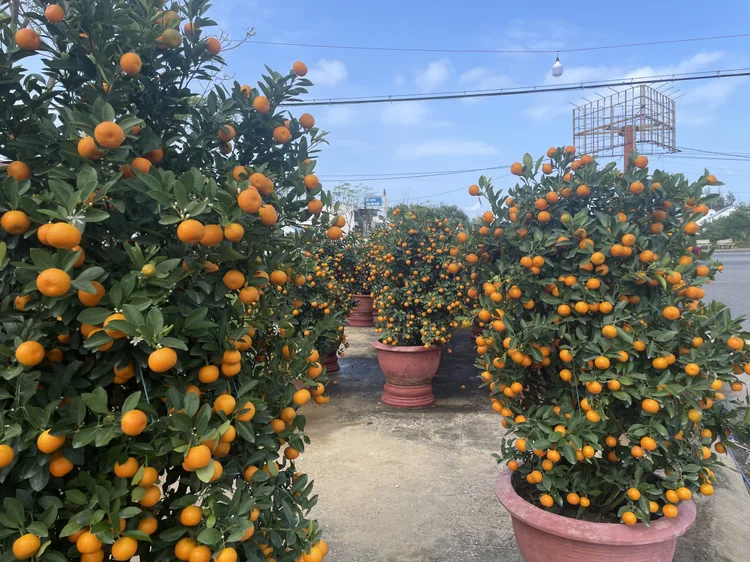 Kumquat trees on a scooter