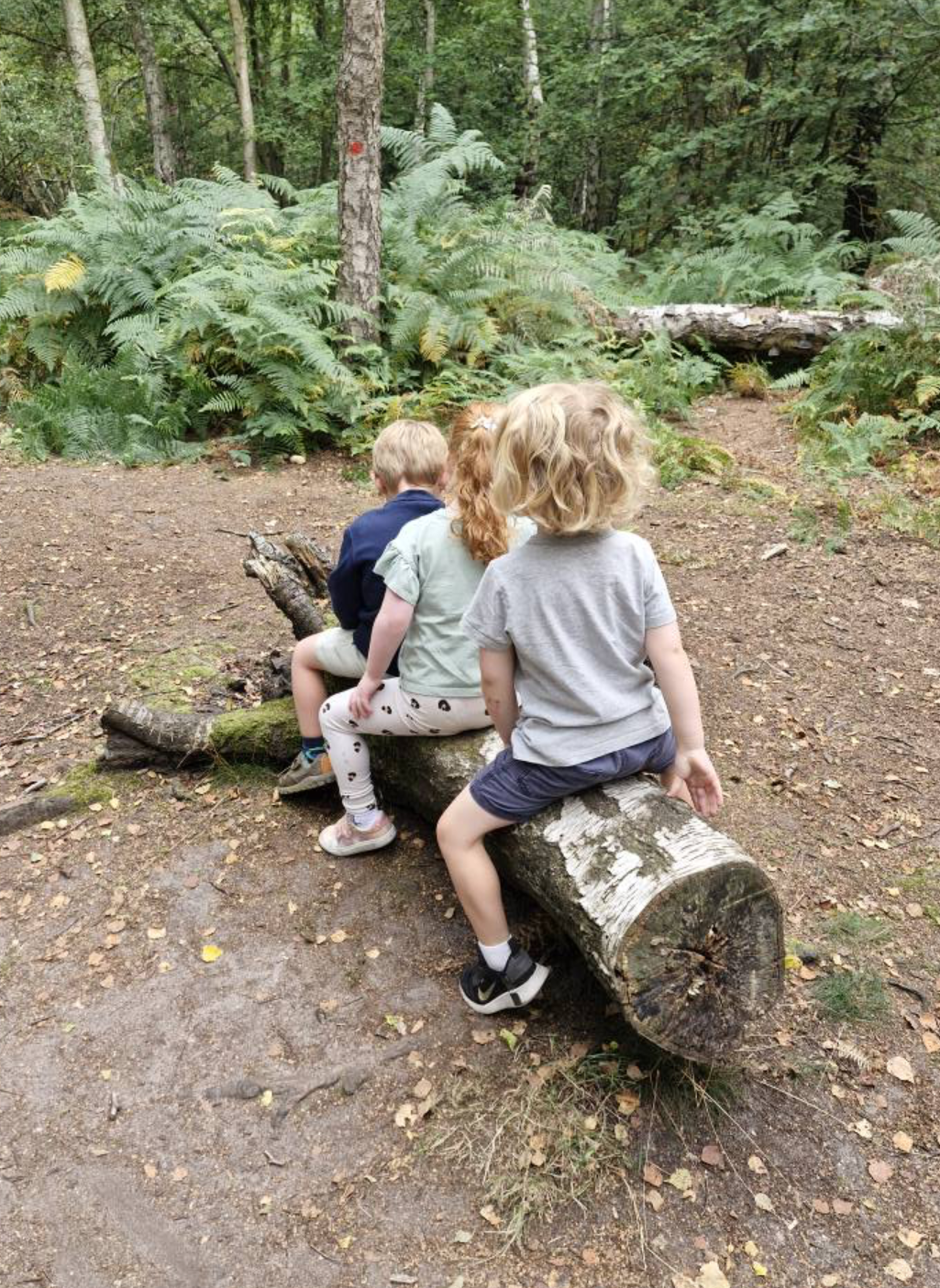 Three children sitting on a fallen tree trunk in a forested area, surrounded by green foliage and trees.