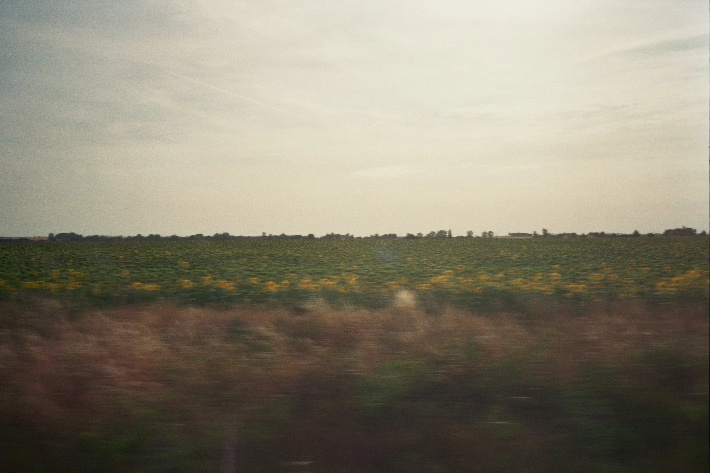 Paisaje de un campo con flores, vista desde un vehículo en movimiento, con cielo nublado.