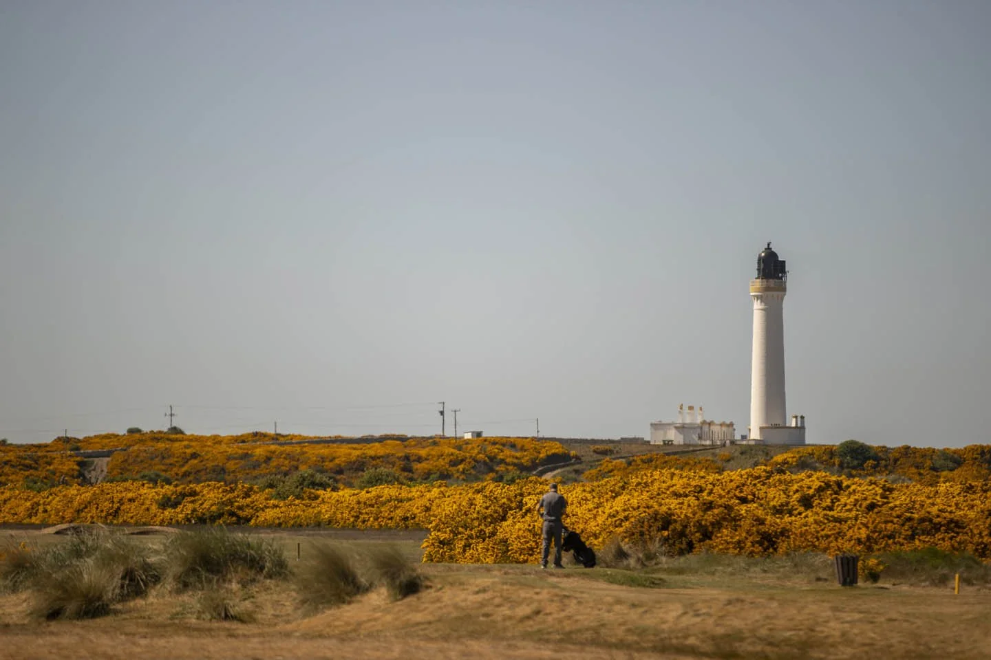 A person playing golf on a course with yellow flowering bushes and a lighthouse in the background under a clear sky.