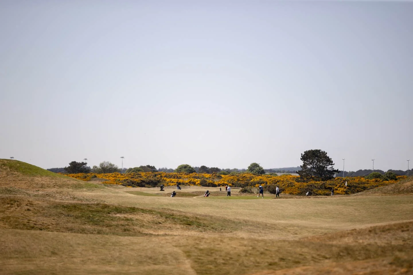 A golf course with players, surrounded by bushes with yellow flowers, and a few trees under a clear sky.