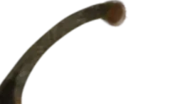 Close-up of a brown, curved, metallic object with a textured surface against a black background.