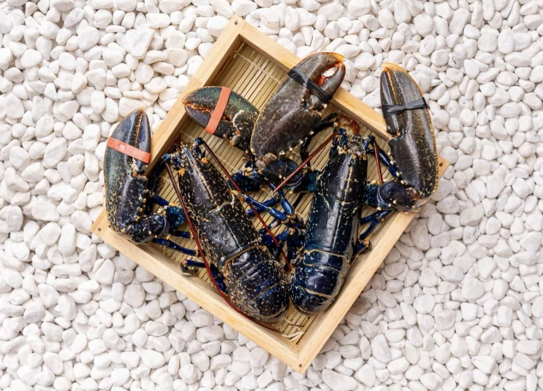 Live Blue Lobster