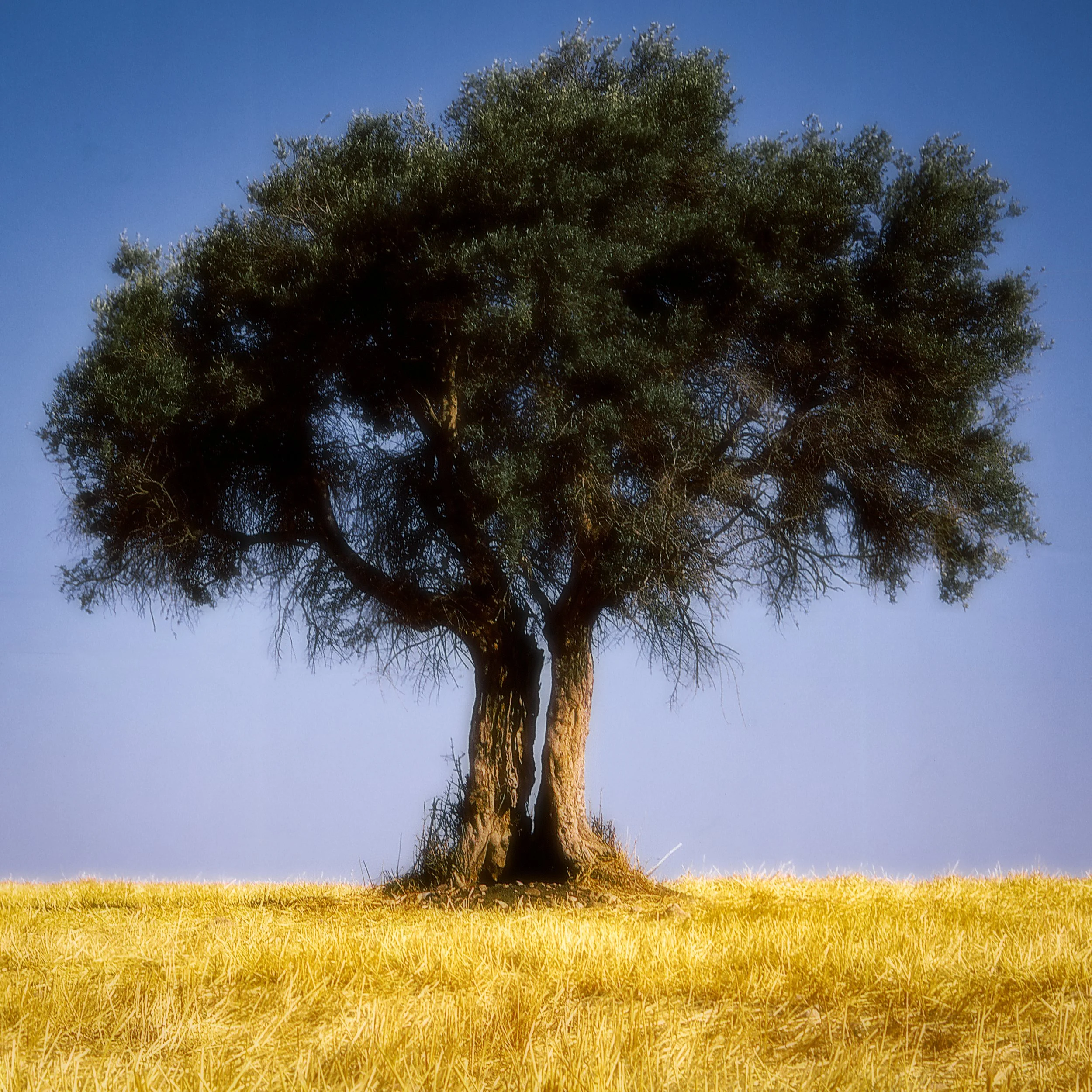 baum3.jpg