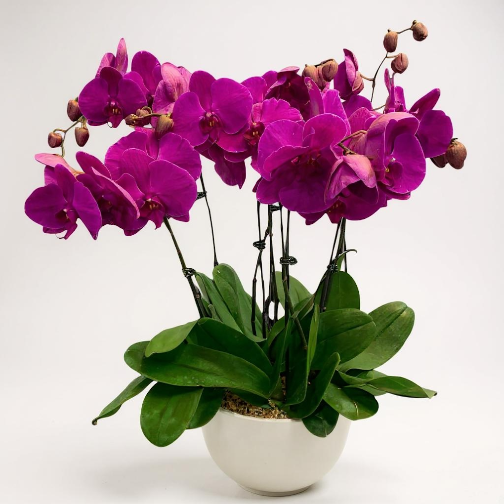 orchid flower party sydney.webp