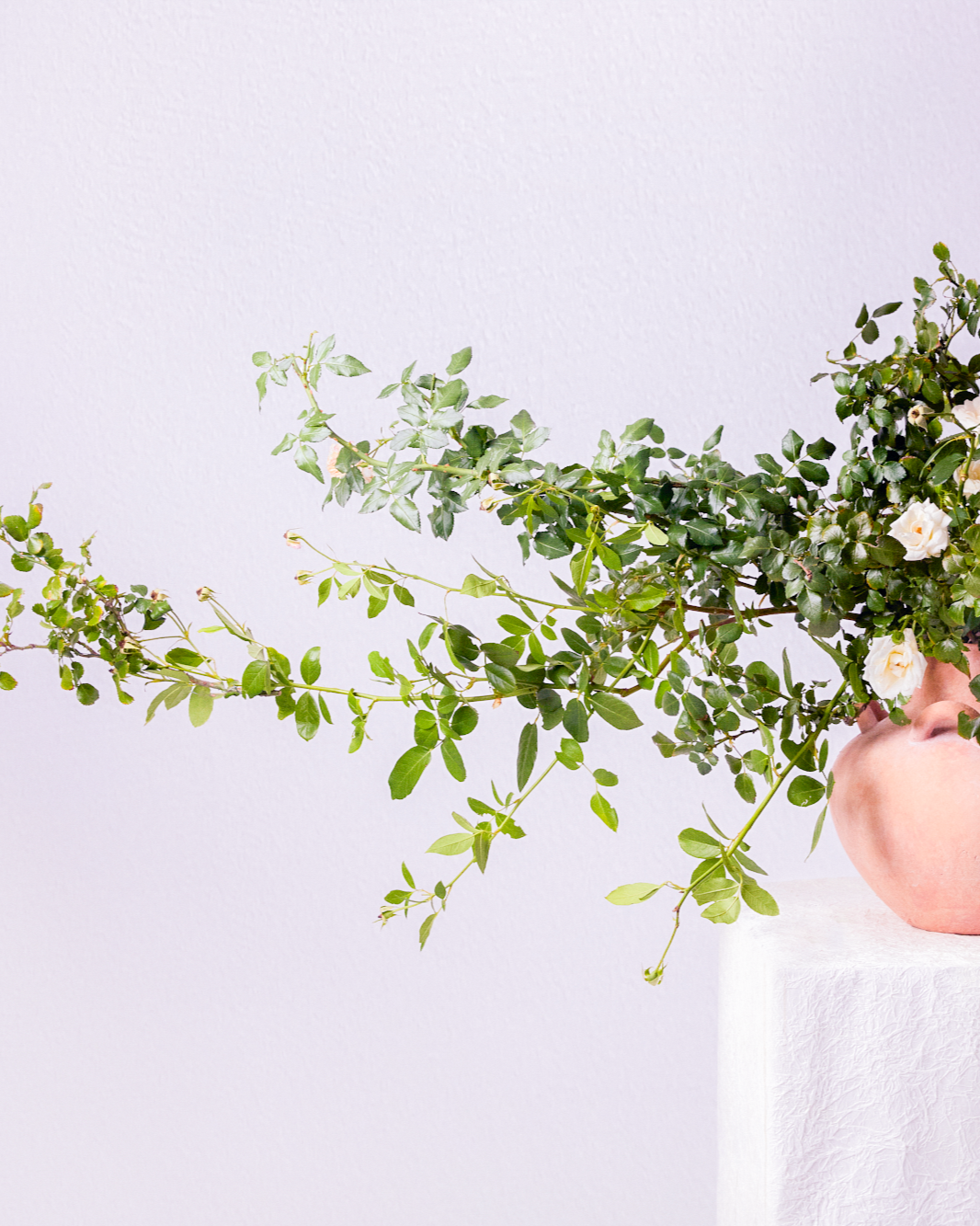 Green leafy plant with small white flowers in a pink vase on a white textured surface against a white wall.