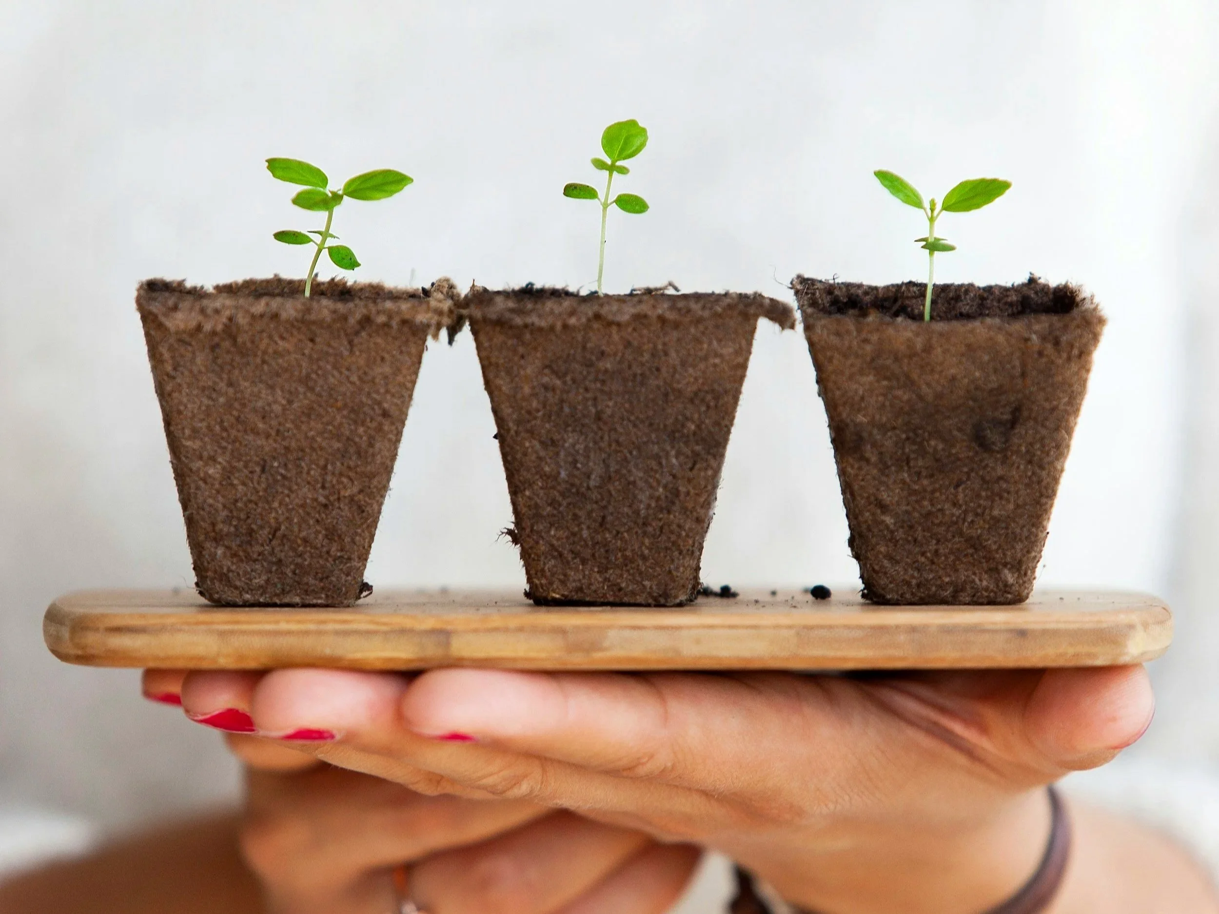 Three small plants sprouting in biodegradable pots on a wooden tray being held by a person's hand.