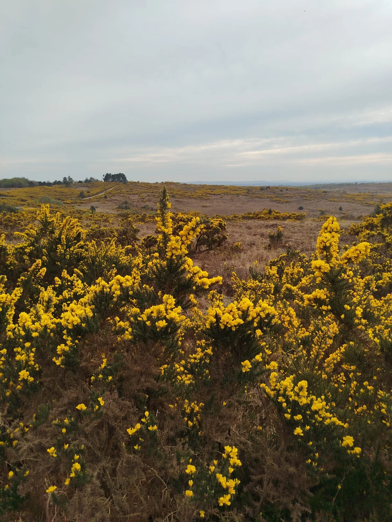 A landscape with yellow flowering shrubs in the foreground and rolling hills in the background under a cloudy sky.