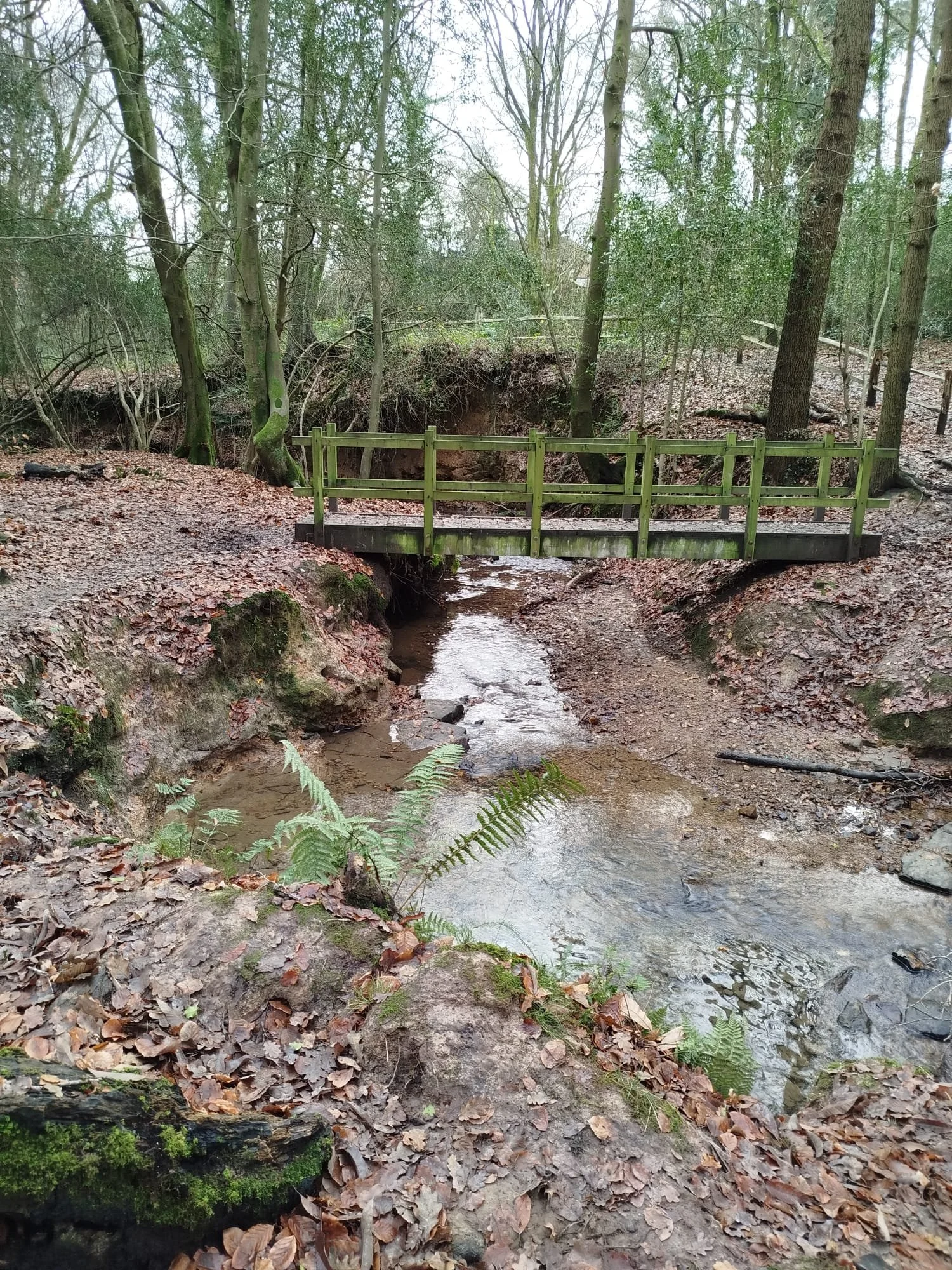 A small wooden bridge over a narrow creek in a wooded area, with leaf-covered ground and trees in the background.