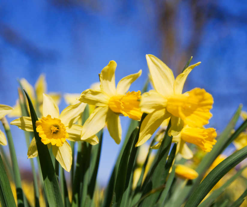 Spring into Wellbeing: What’s upcoming at SCT