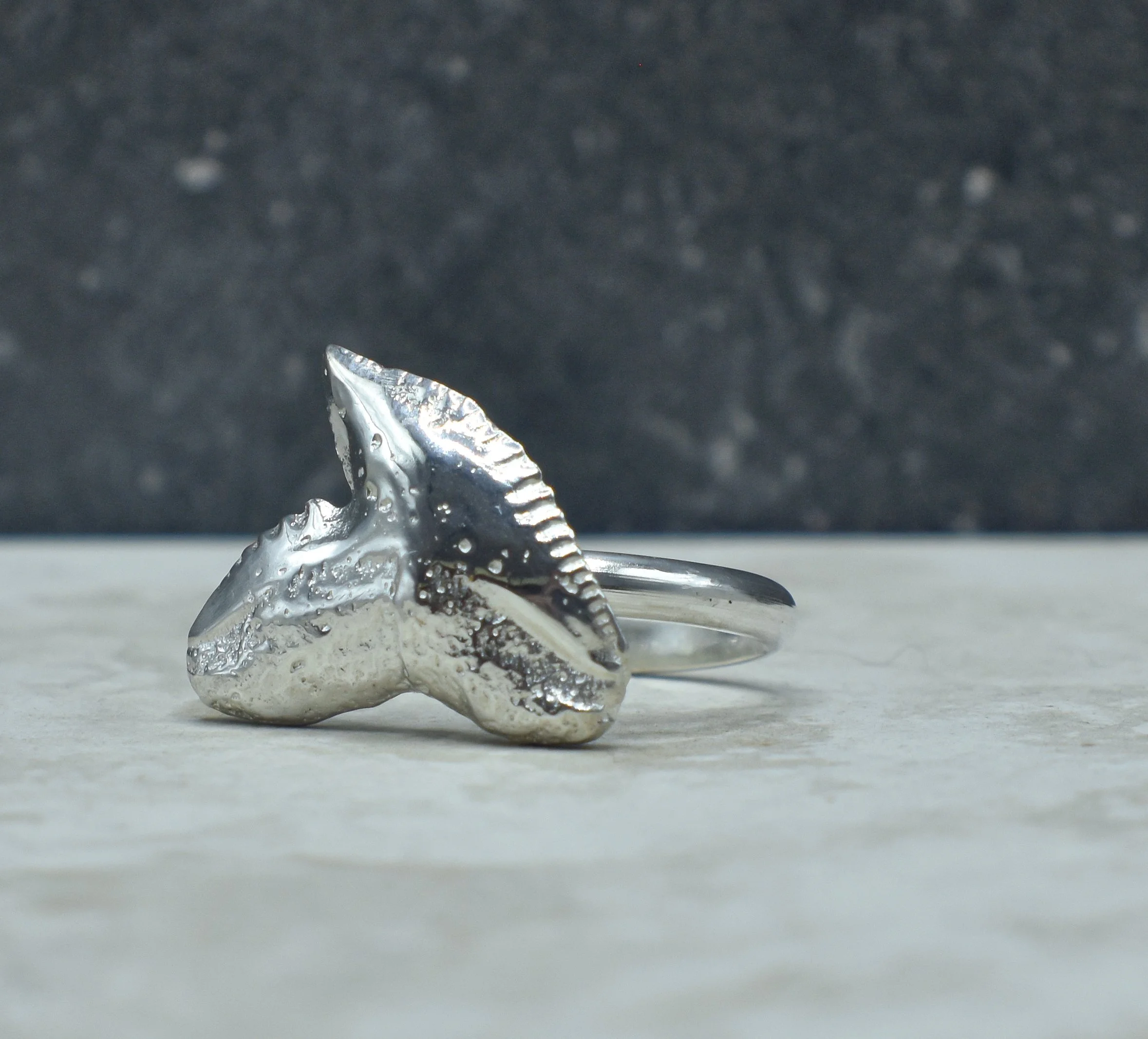 Tiger shark tooth ring