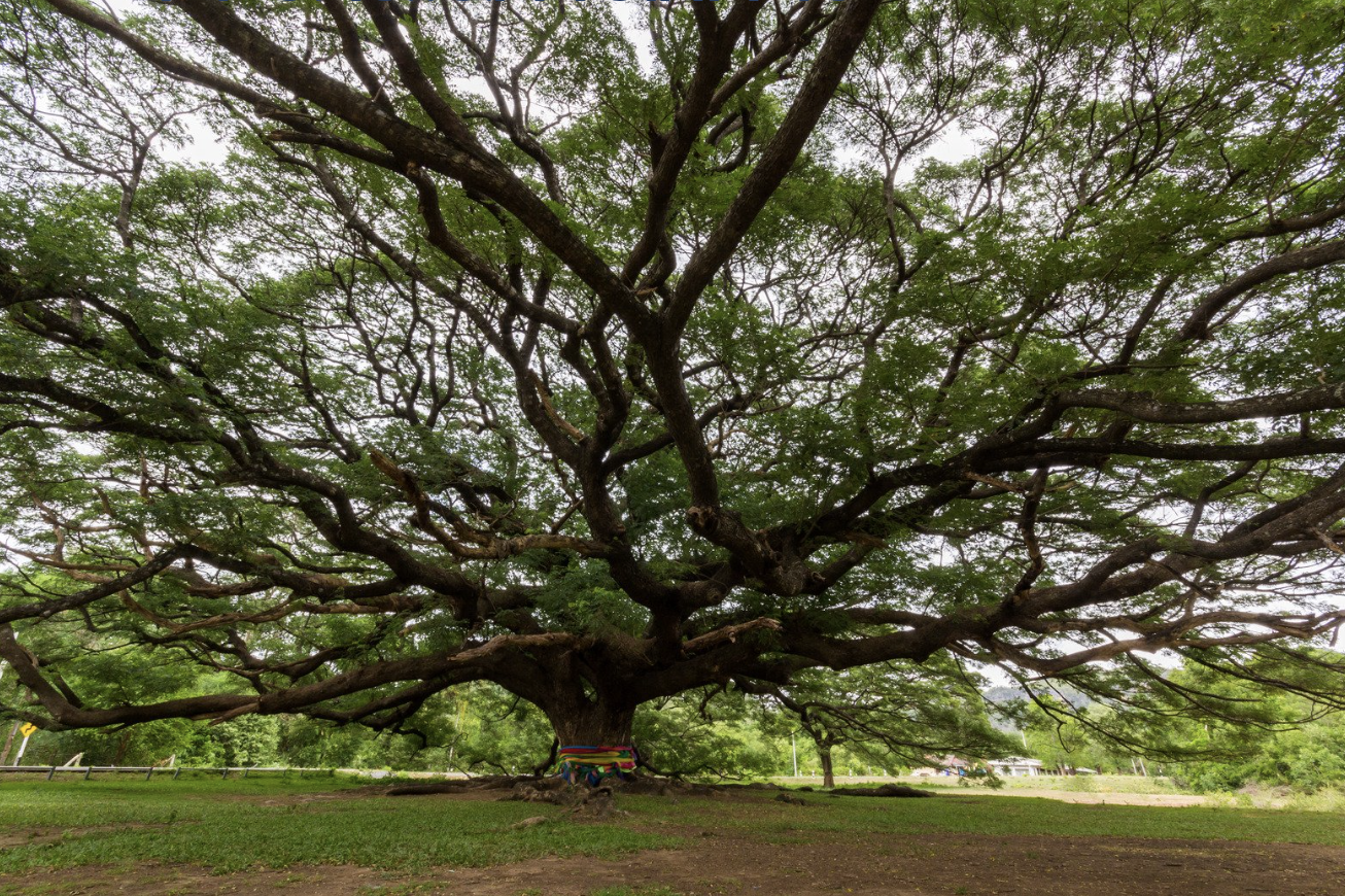 Relational Gestalt Essential Practices Workshop